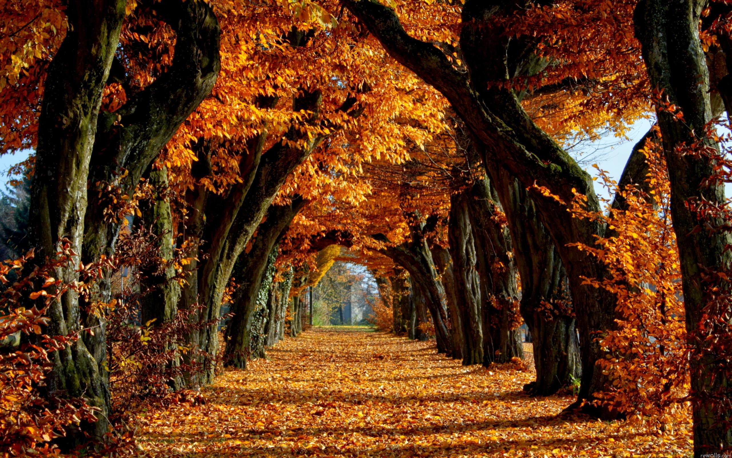 Fall Autumn Wallpaper (60+ pictures)