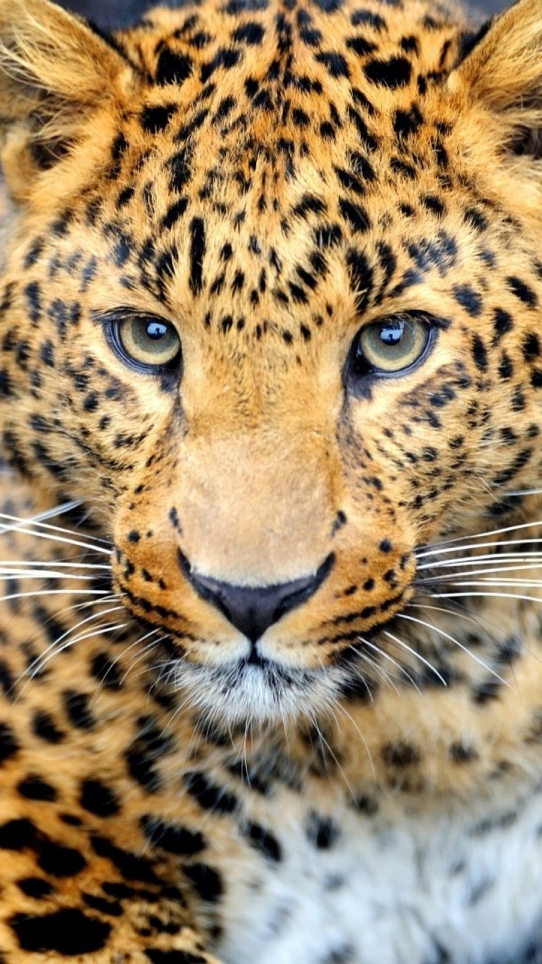 Cheetah Wallpaper HD (70+ pictures)