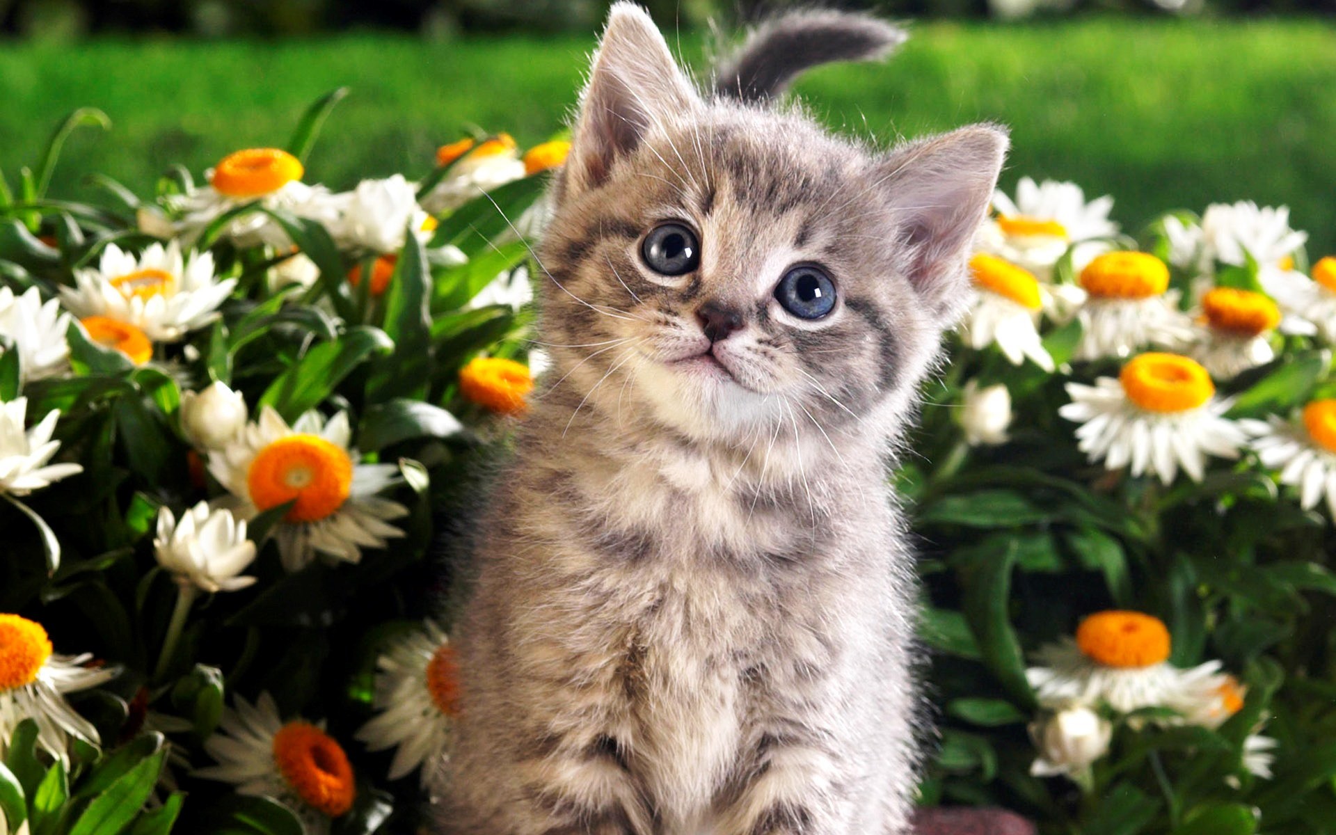 ... cute cat wallpapers kitten wallpapers hd 1920x1200