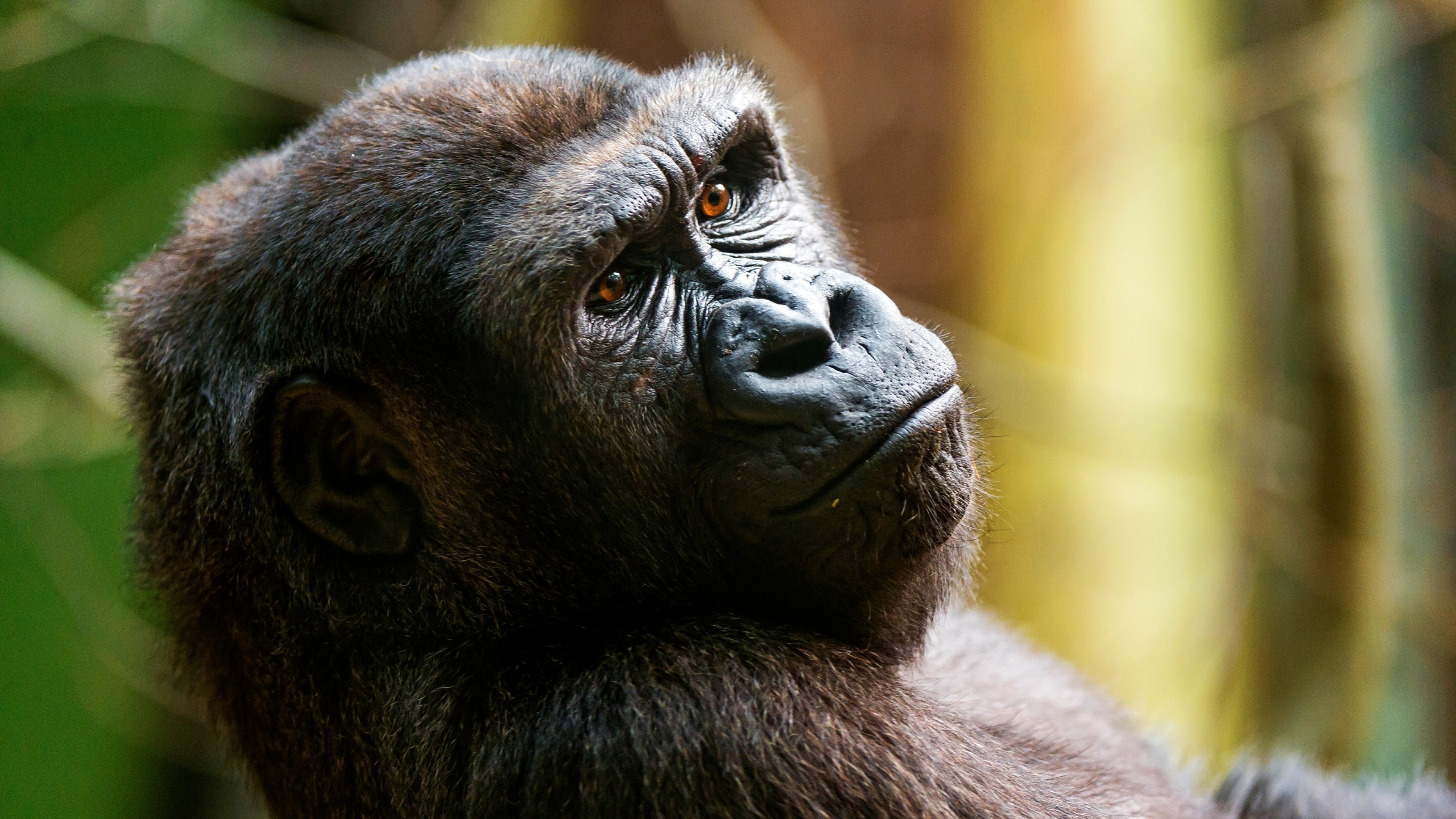 Приматы шимпанзе. Шимпанзе человекообразные обезьяны. Маймун горилла. Бонобо обезьяна. Обезьяна примат.