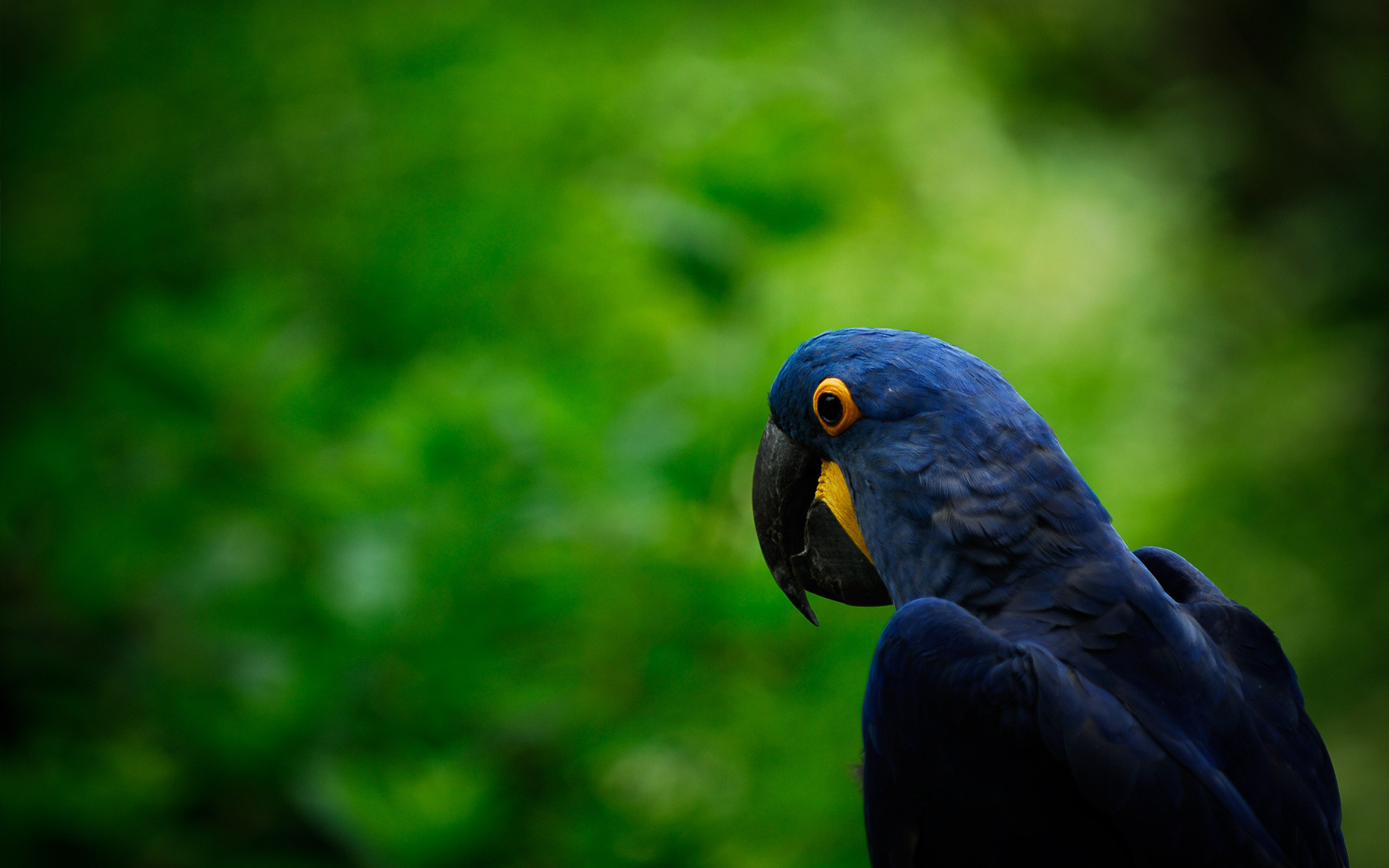 macaw wallpaper Macaw Widescreen 1920x1200