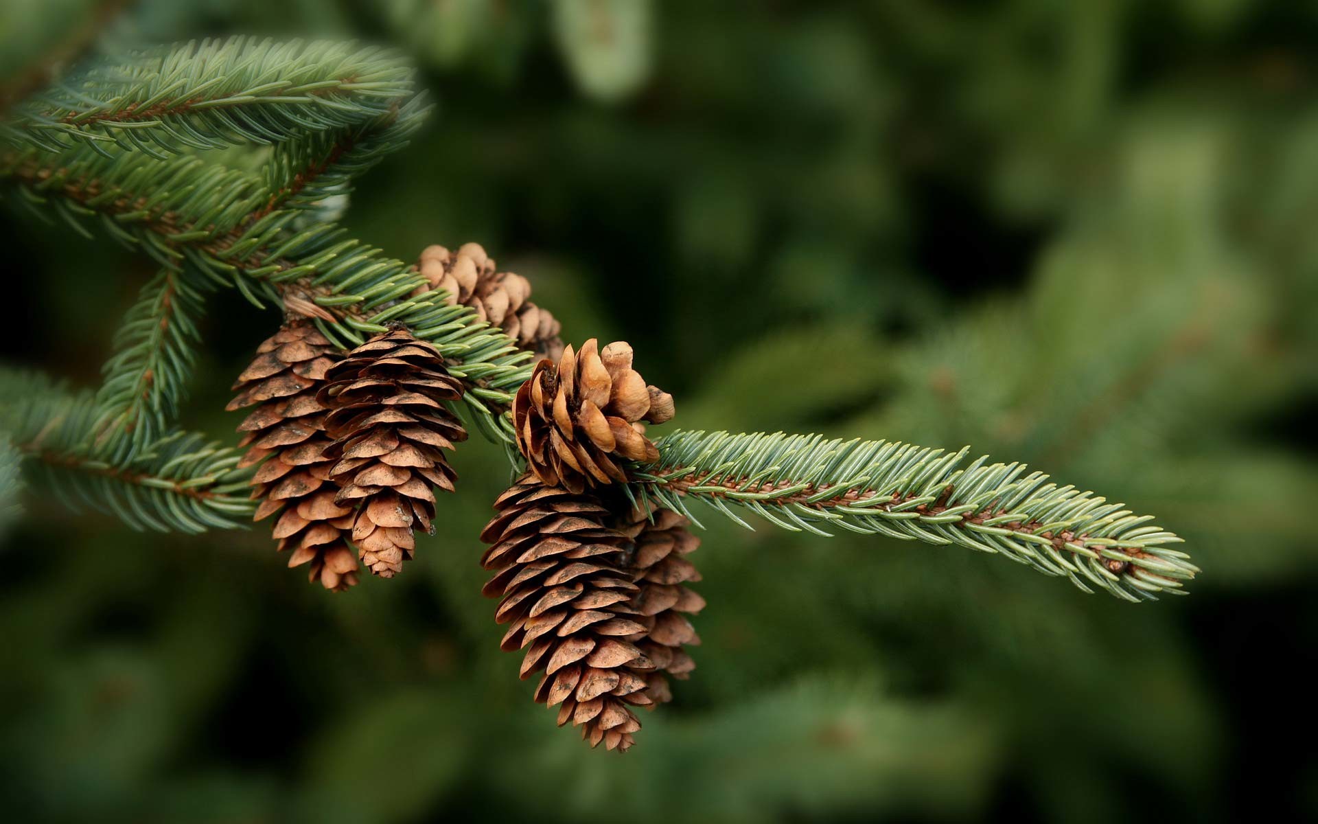 Pine Tree Photos Download The BEST Free Pine Tree Stock Photos  HD Images