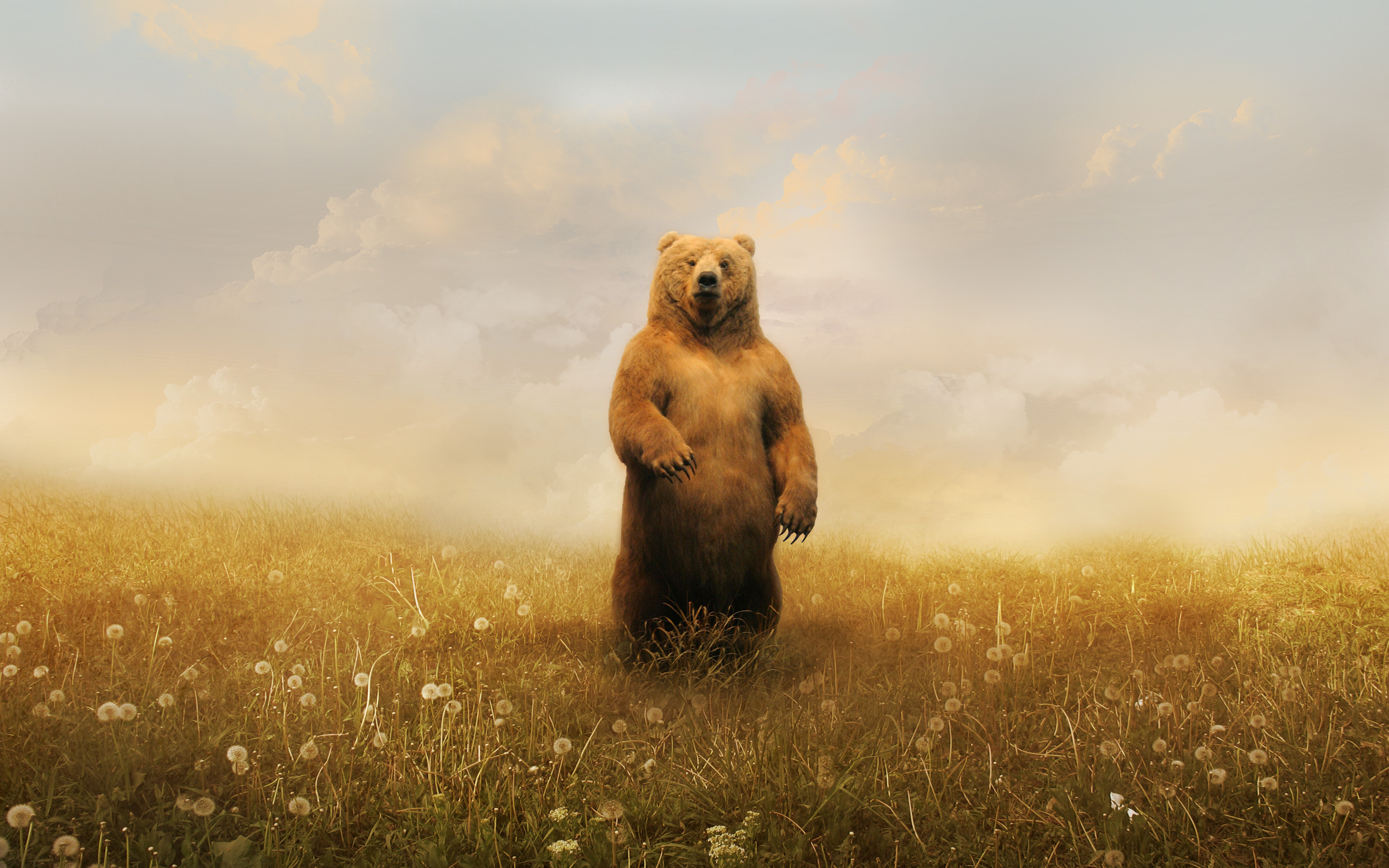 501954 animals bears grizzly bears  Rare Gallery HD Wallpapers