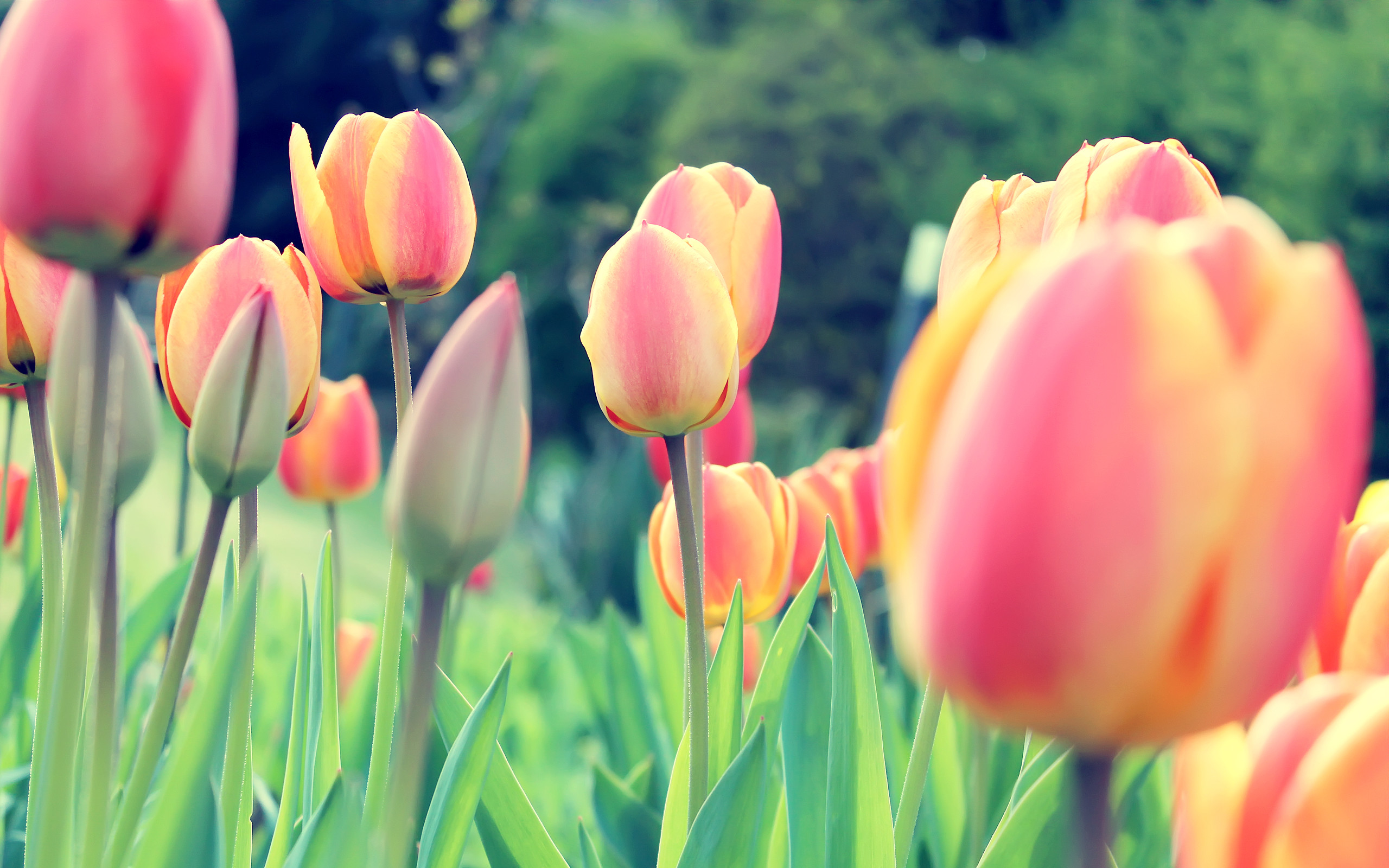 Hoa tulip - Nhiều màu sắc, nhiều kiểu dáng khác nhau, hình ảnh hoa tulip đầy sức sống sẽ khiến bạn say đắm. Tùng hoa hồng, mạnh mẽ của cúc và vẻ đẹp lãng mạn của hoa nhài, tất cả đều tổng hợp trong những bông hoa tulip đầy sức sống này.