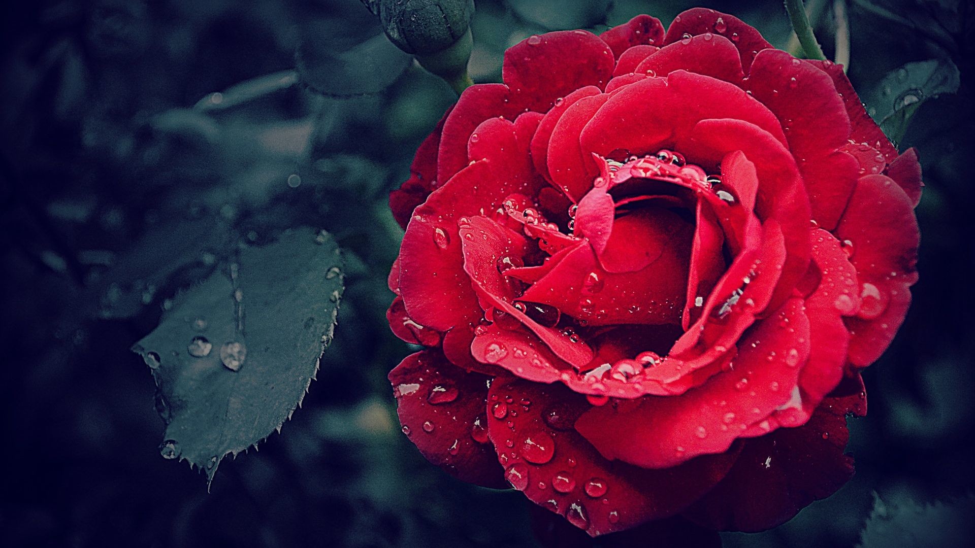 鲜红的玫瑰花图片素材-编号40185988-图行天下