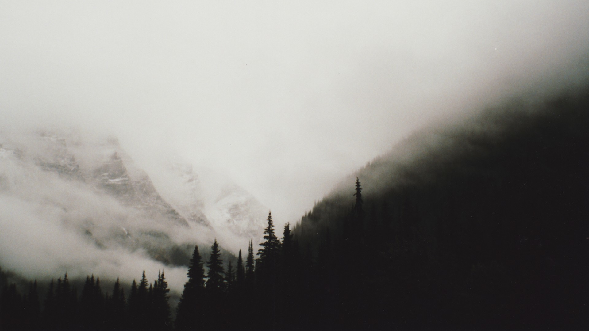 6 Misty Forest Wallpapers To Create A Moody Ambience | Hovia IE
