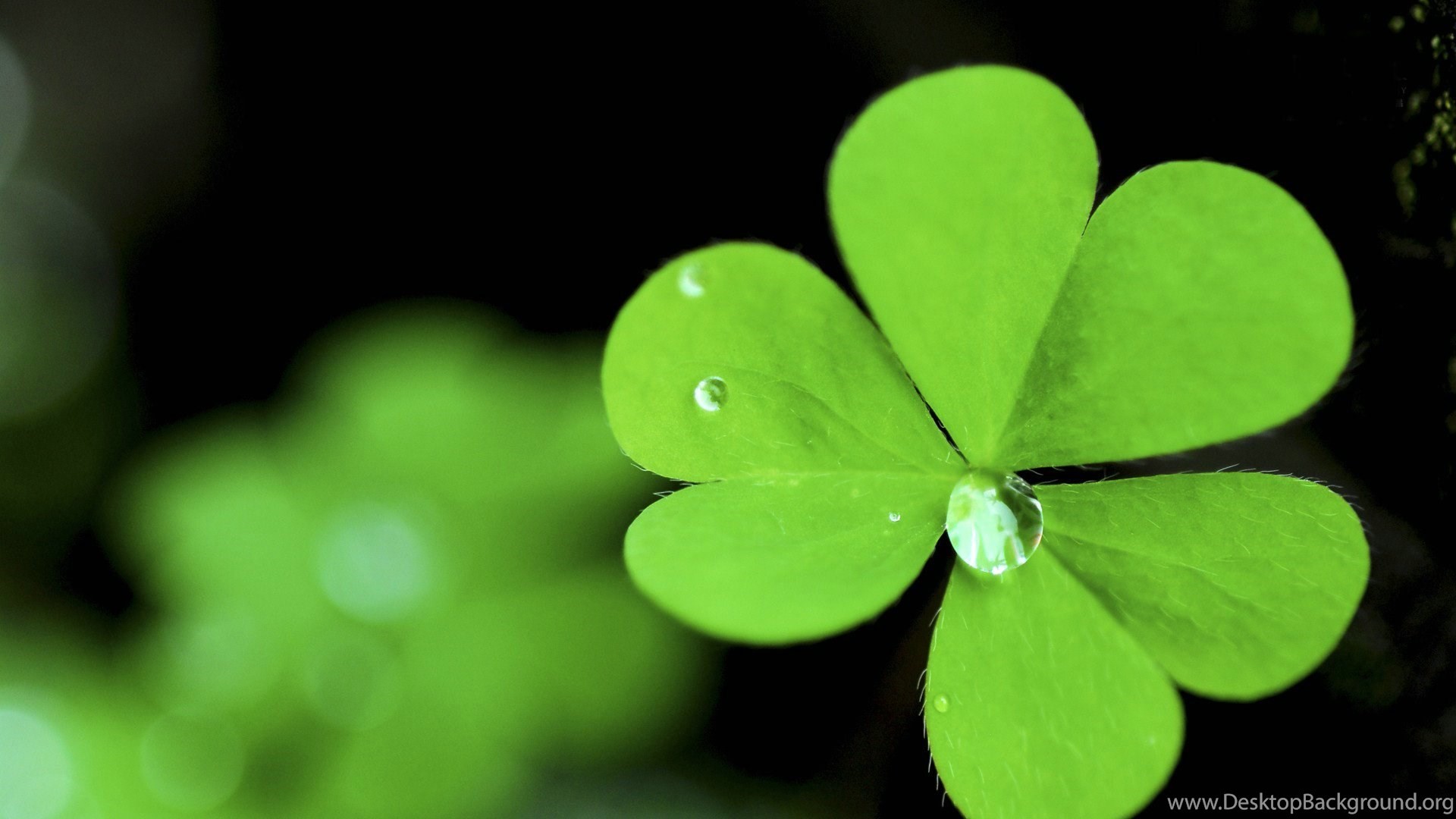 Four Leaf Clover Background (38+ pictures)