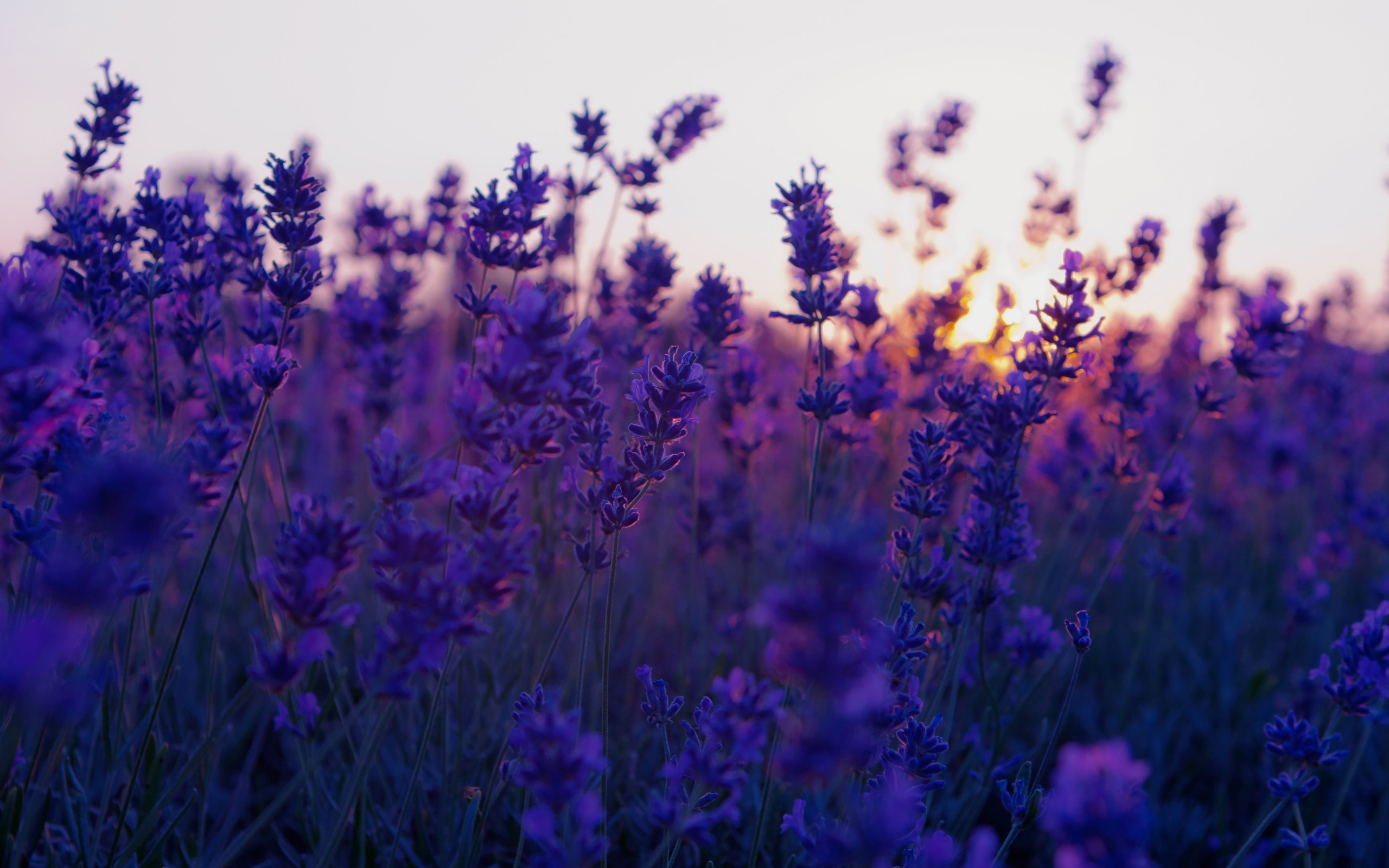 Lavender Background Photos Download The BEST Free Lavender Background  Stock Photos  HD Images