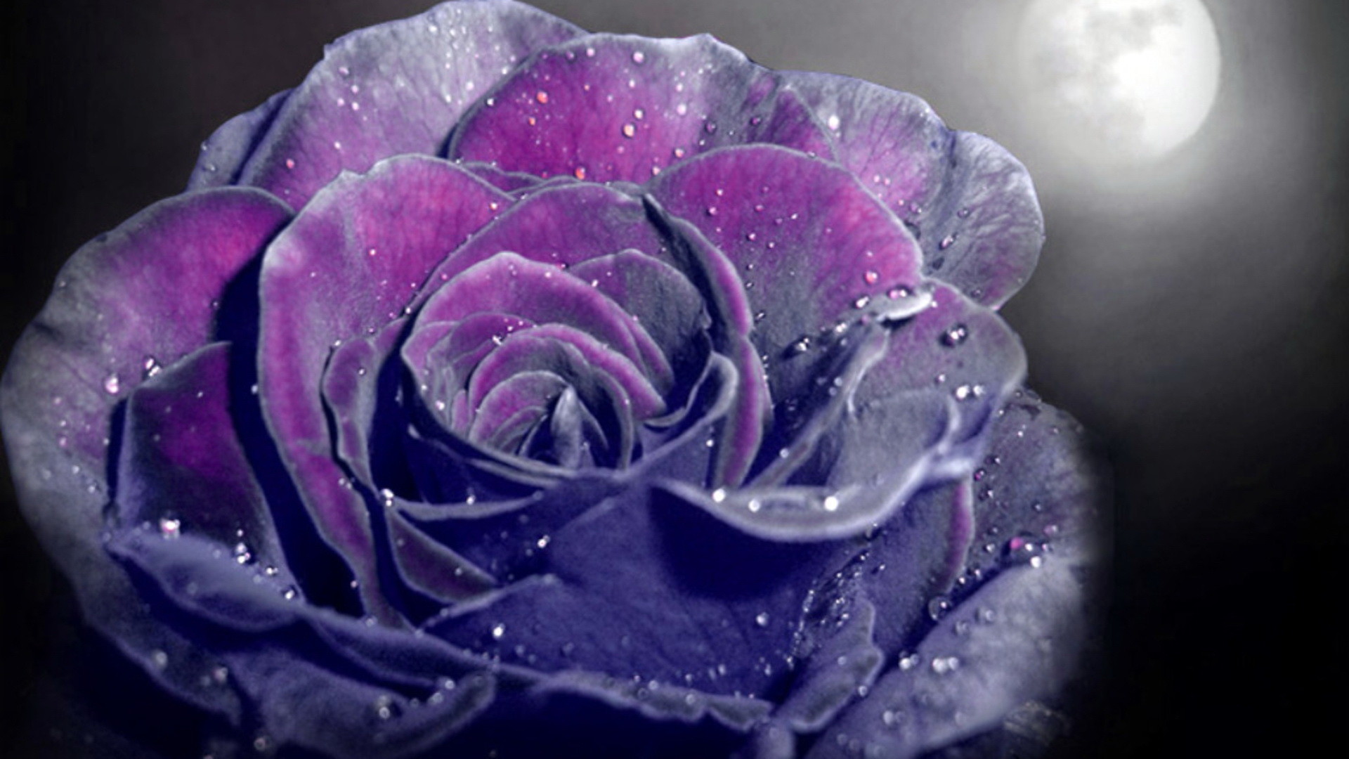 Purple Rose Background (52+ pictures)