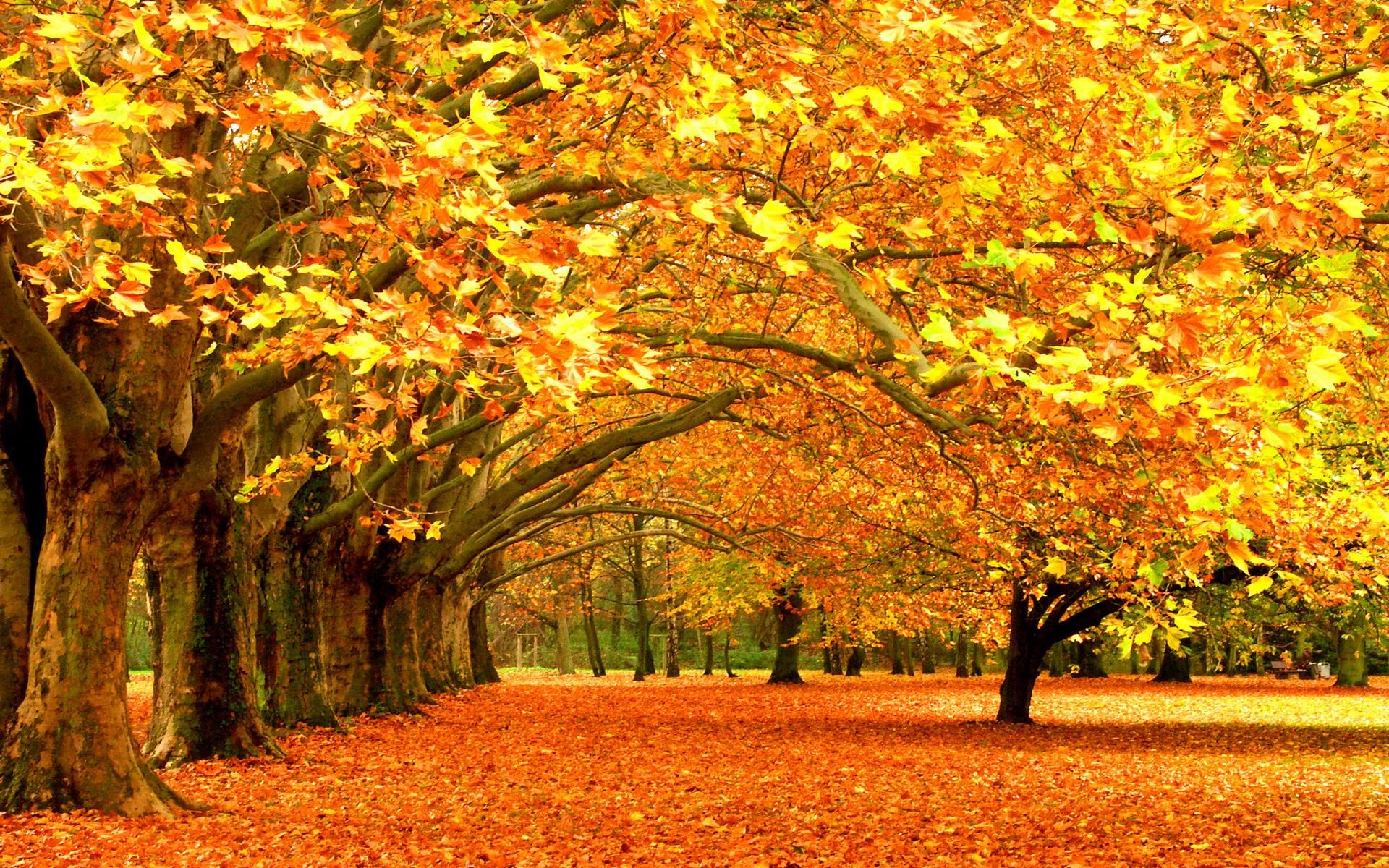 Fall Trees Background (54+ pictures)
