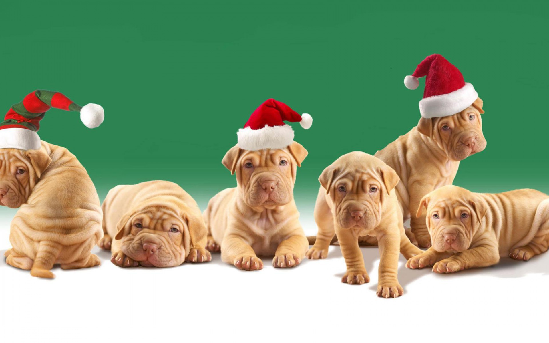 Christmas Puppy Wallpapers  Wallpaper Cave