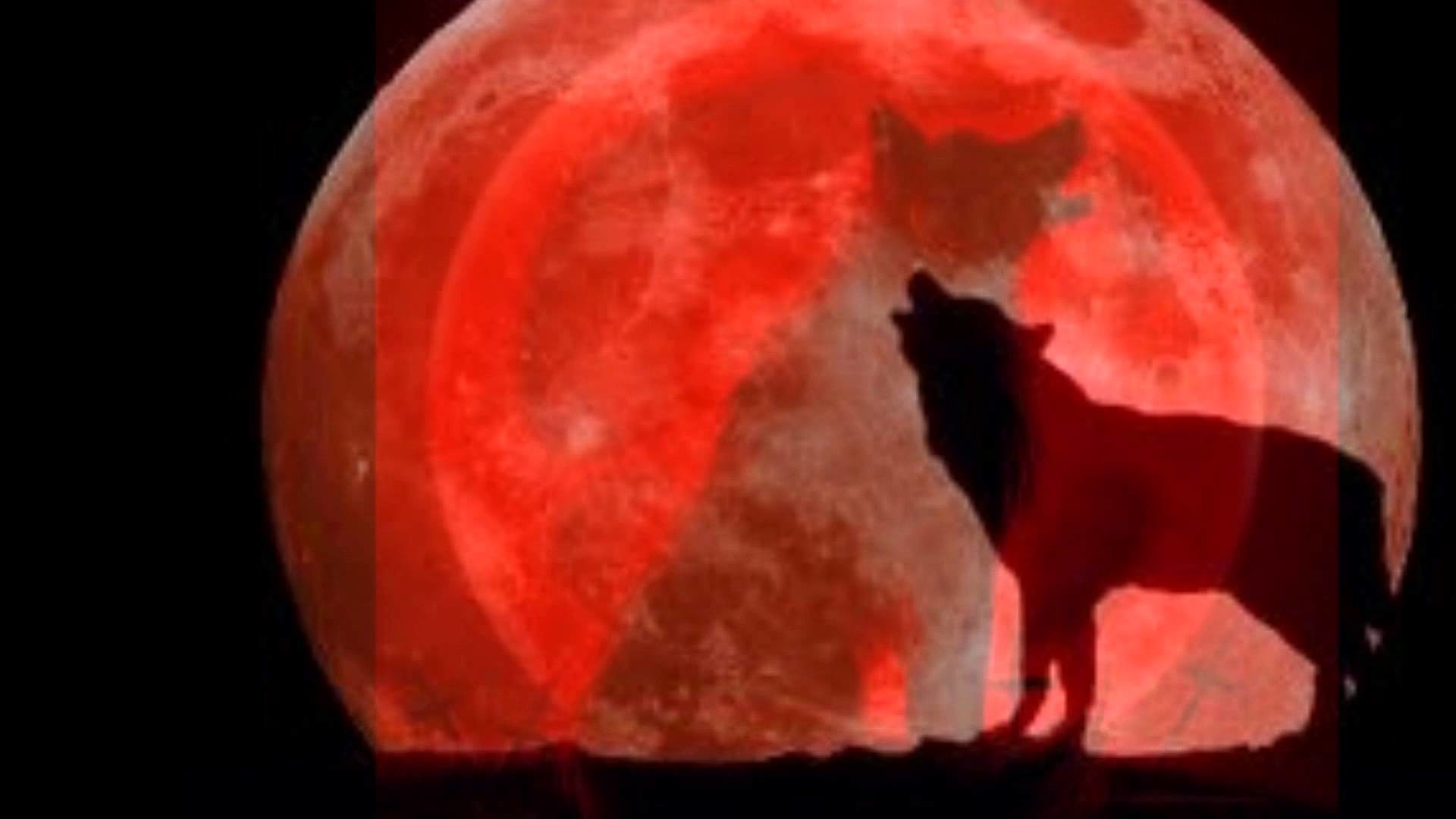 Wolf Howling at the Red Moon Wallpaper (62+ pictures)