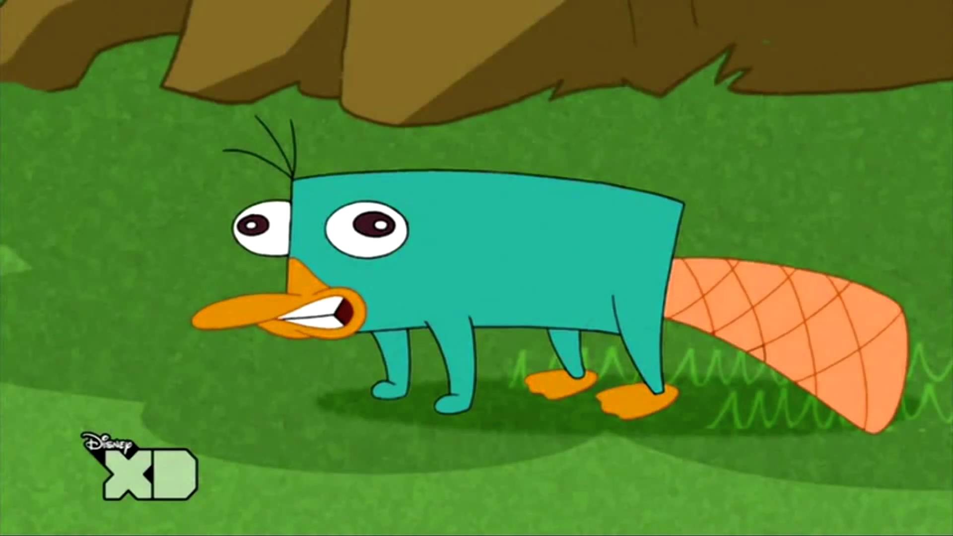 Perry the platypus iphonewallpaper  Perry the platypus Funny iphone  wallpaper Phineas and ferb