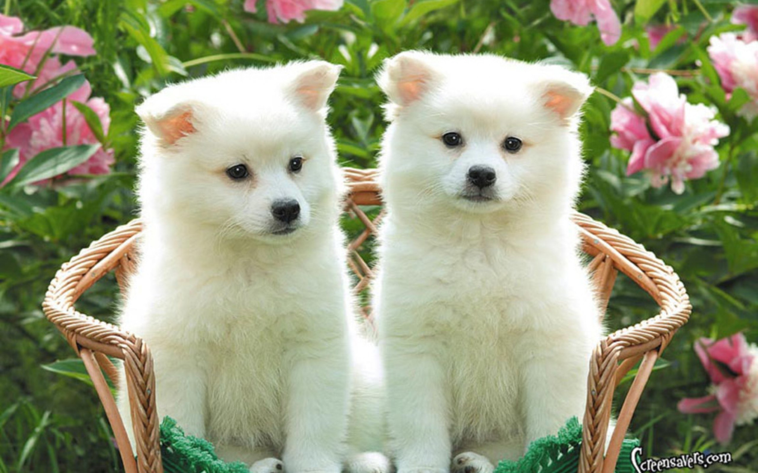 Wallpaper Of Puppies 50 Pictures