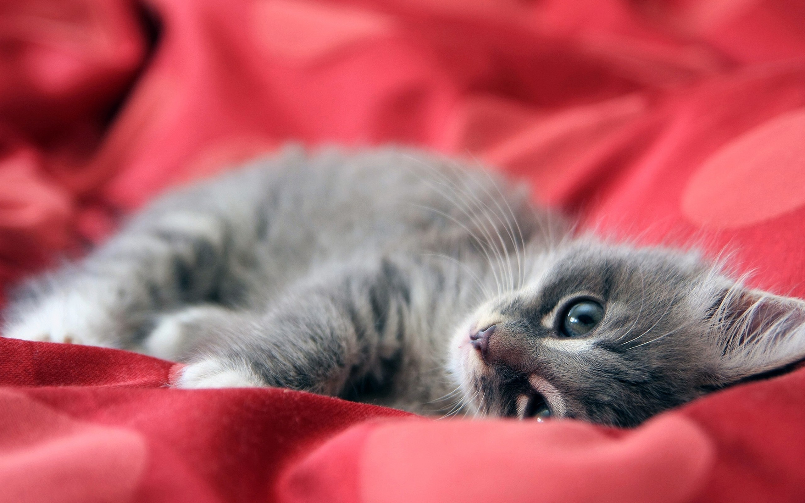 Cute Cat Kitten Wallpaper Download | MobCup