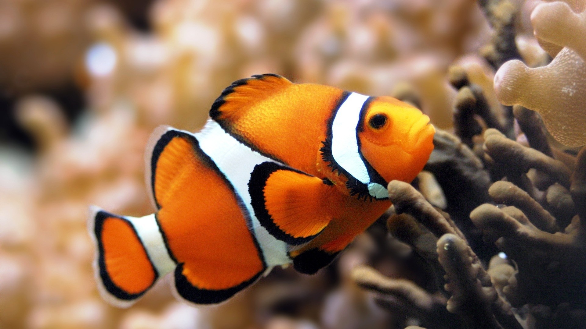 Fish Wallpapers (51+ pictures)