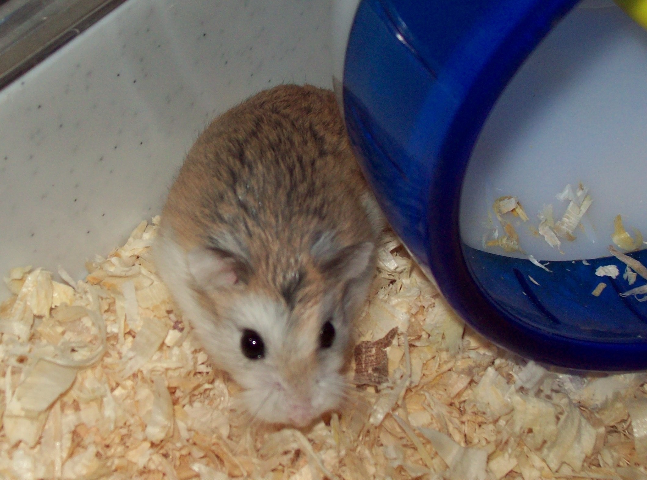 dwarf hamsters images Smudge HD wallpaper and background photos 2120x1574