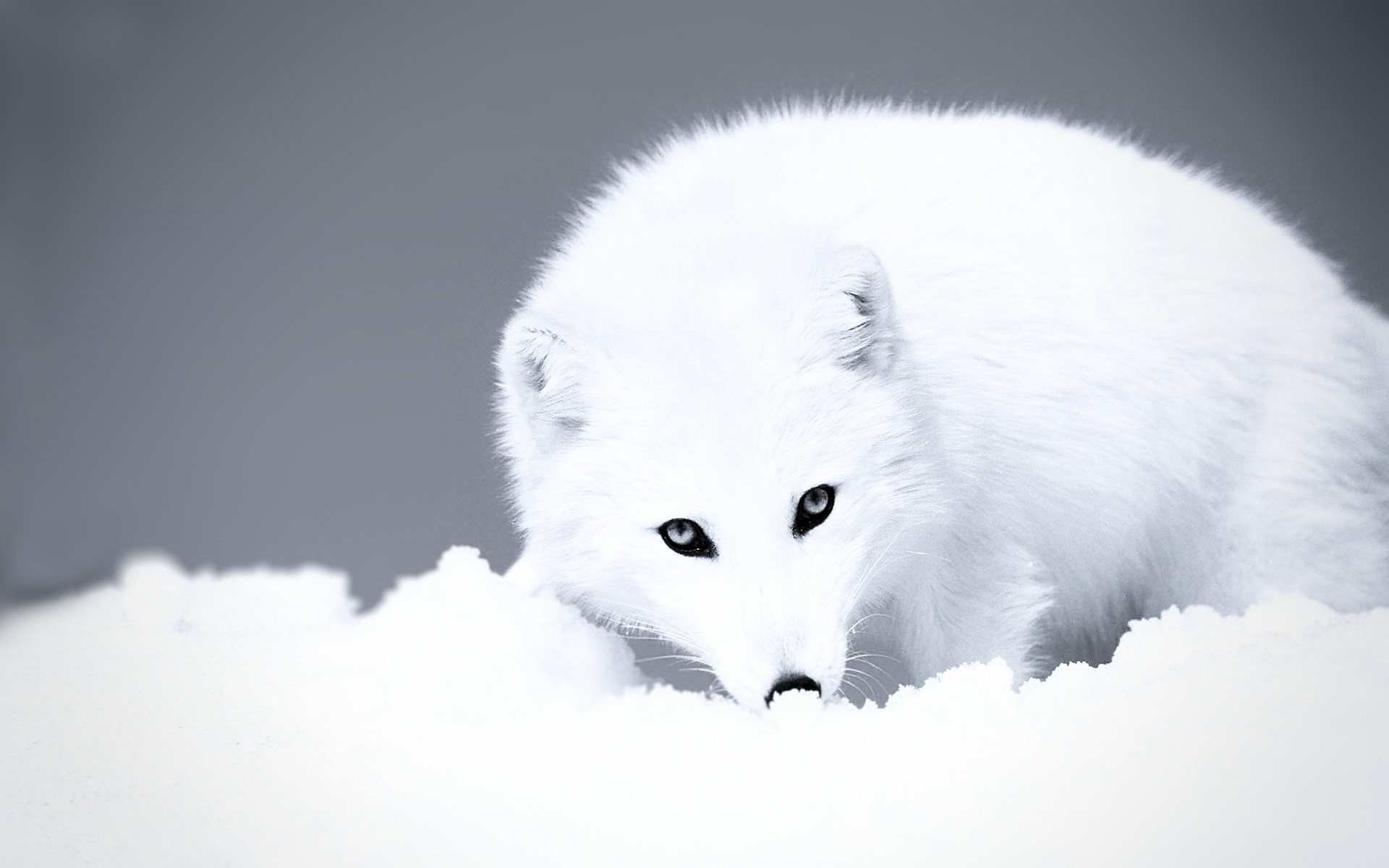 100 Arctic Fox Wallpapers  Wallpaperscom