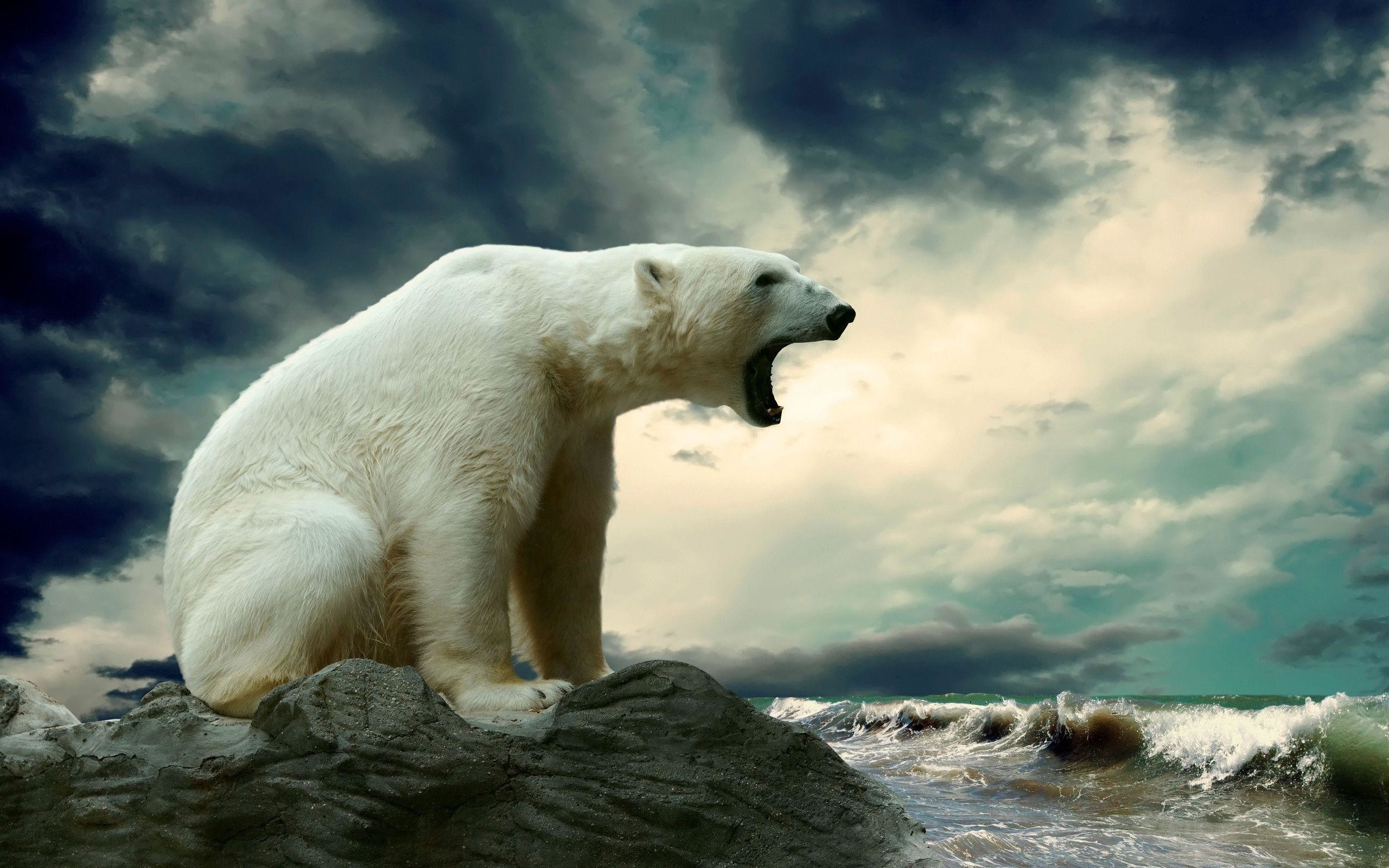 Polar Bear Wallpaper (65+ pictures)