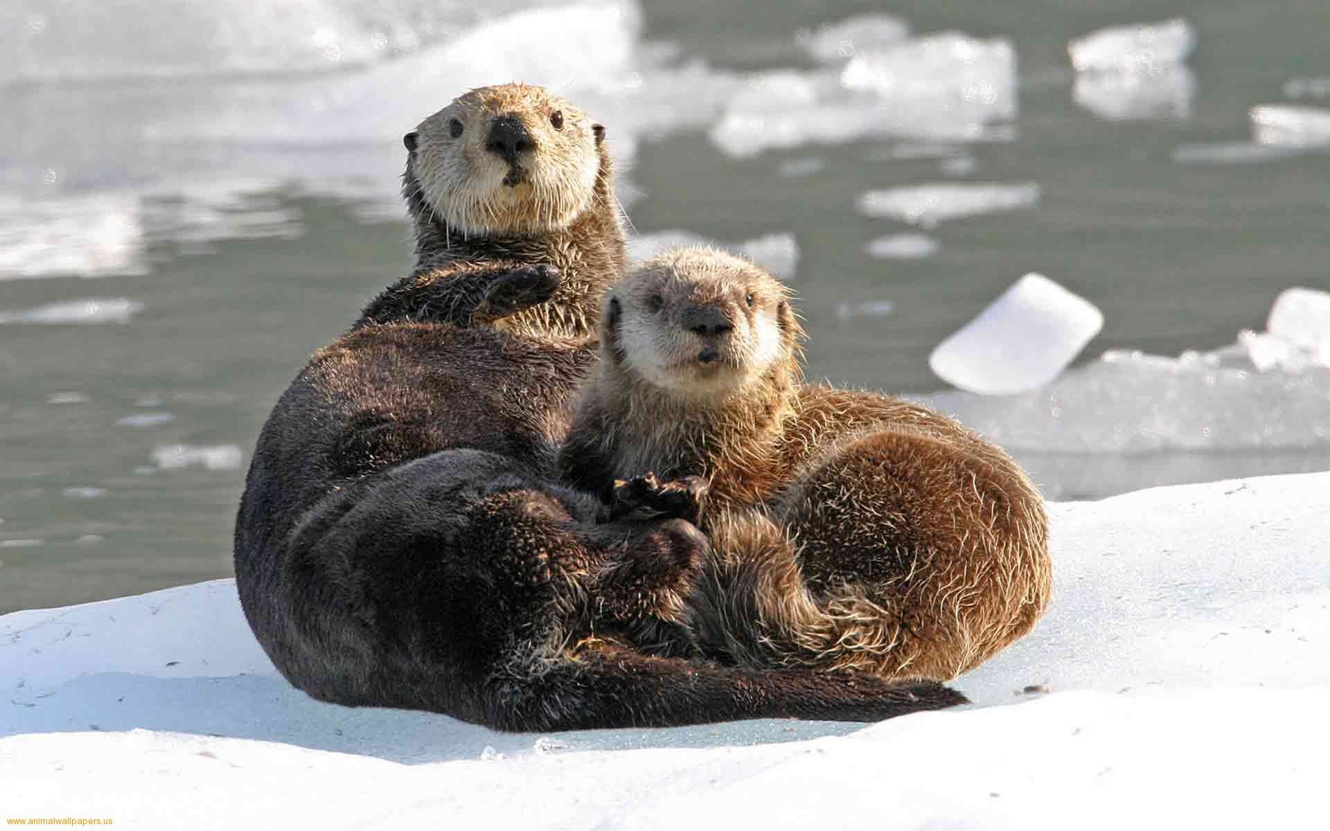Fascinating Facts About Otters Cute Sea Otter HD wallpaper  Pxfuel