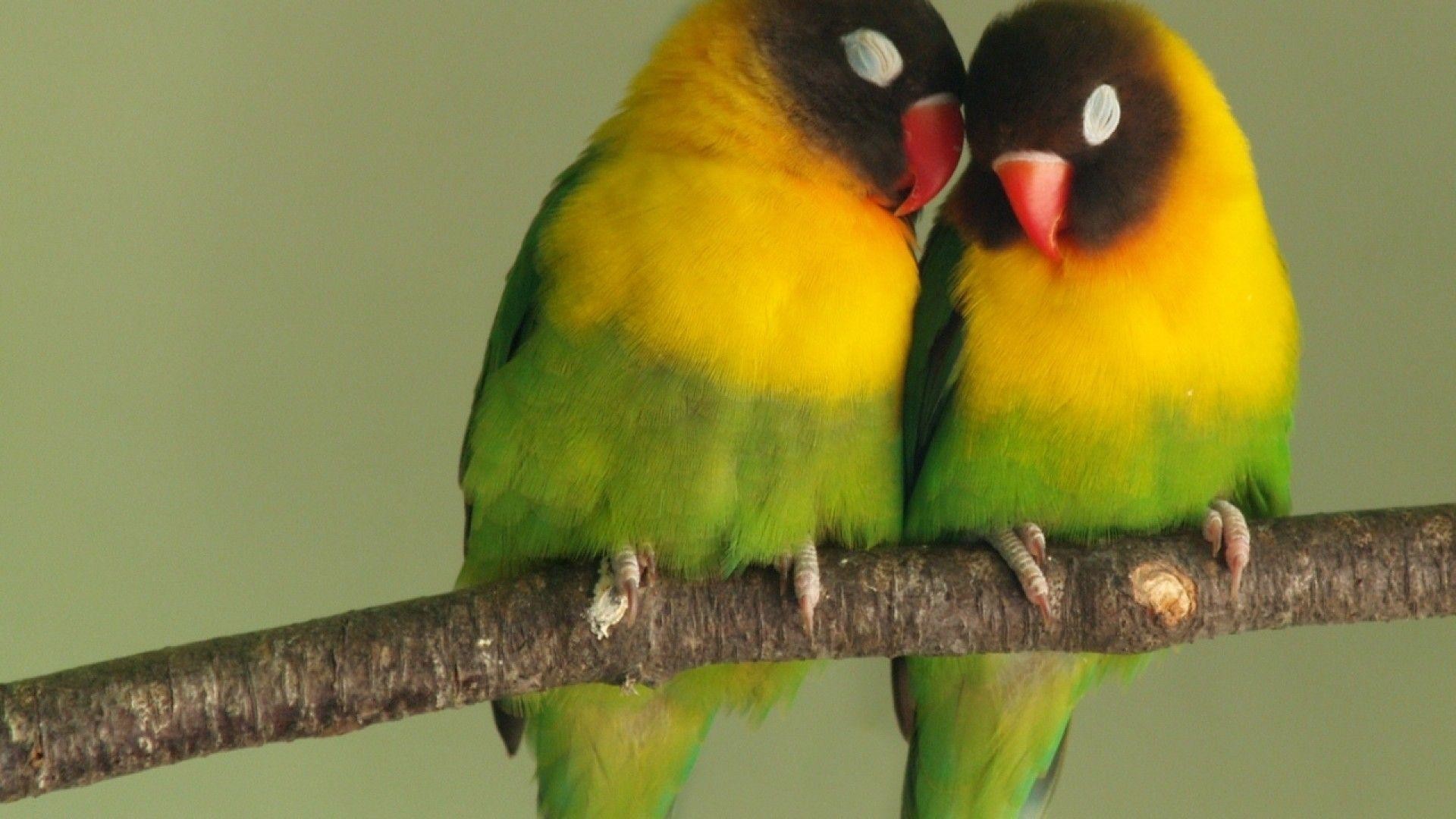 25 Beautiful Love Birds Pictures  Incredible Snaps