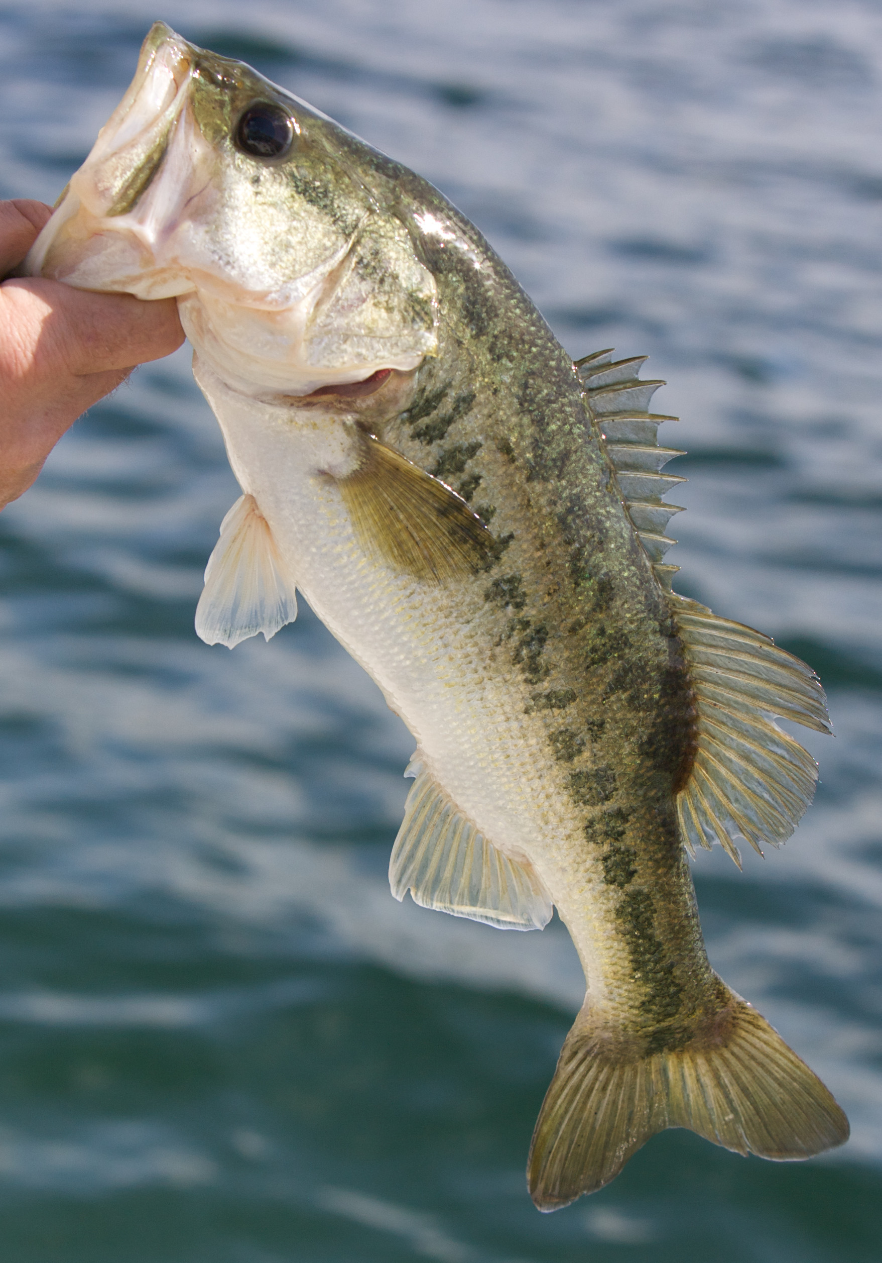 Largemouth Bass Pictures  Download Free Images on Unsplash