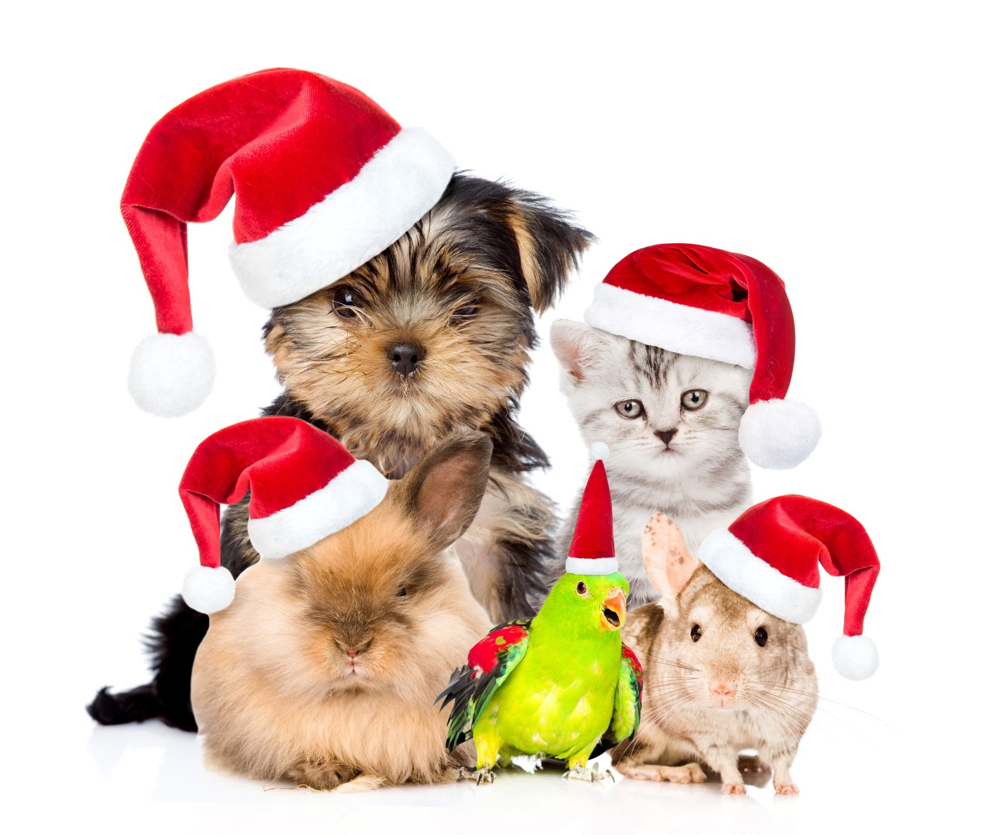 300 Free Christmas Dog  Christmas Images  Pixabay