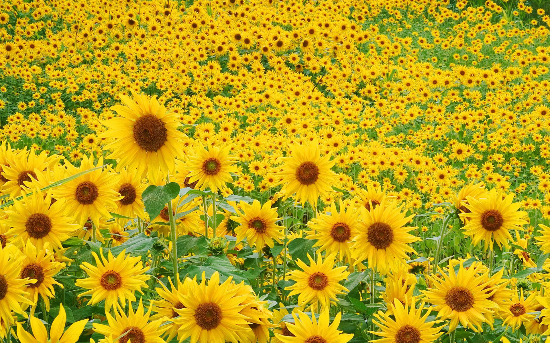 Sunflower Wallpaper Desktop 67 Pictures