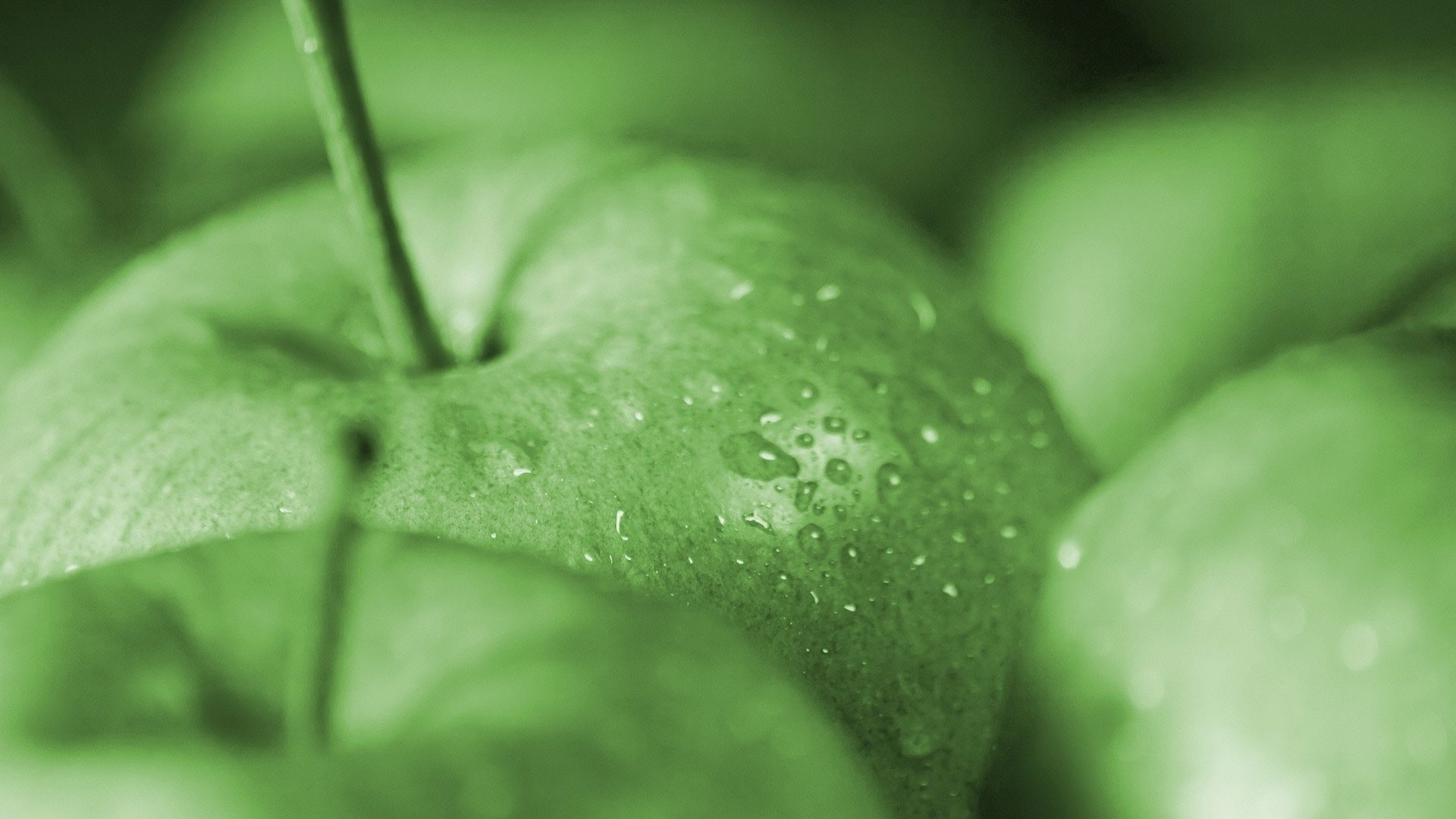 Apple Water Wallpaper 73 Pictures