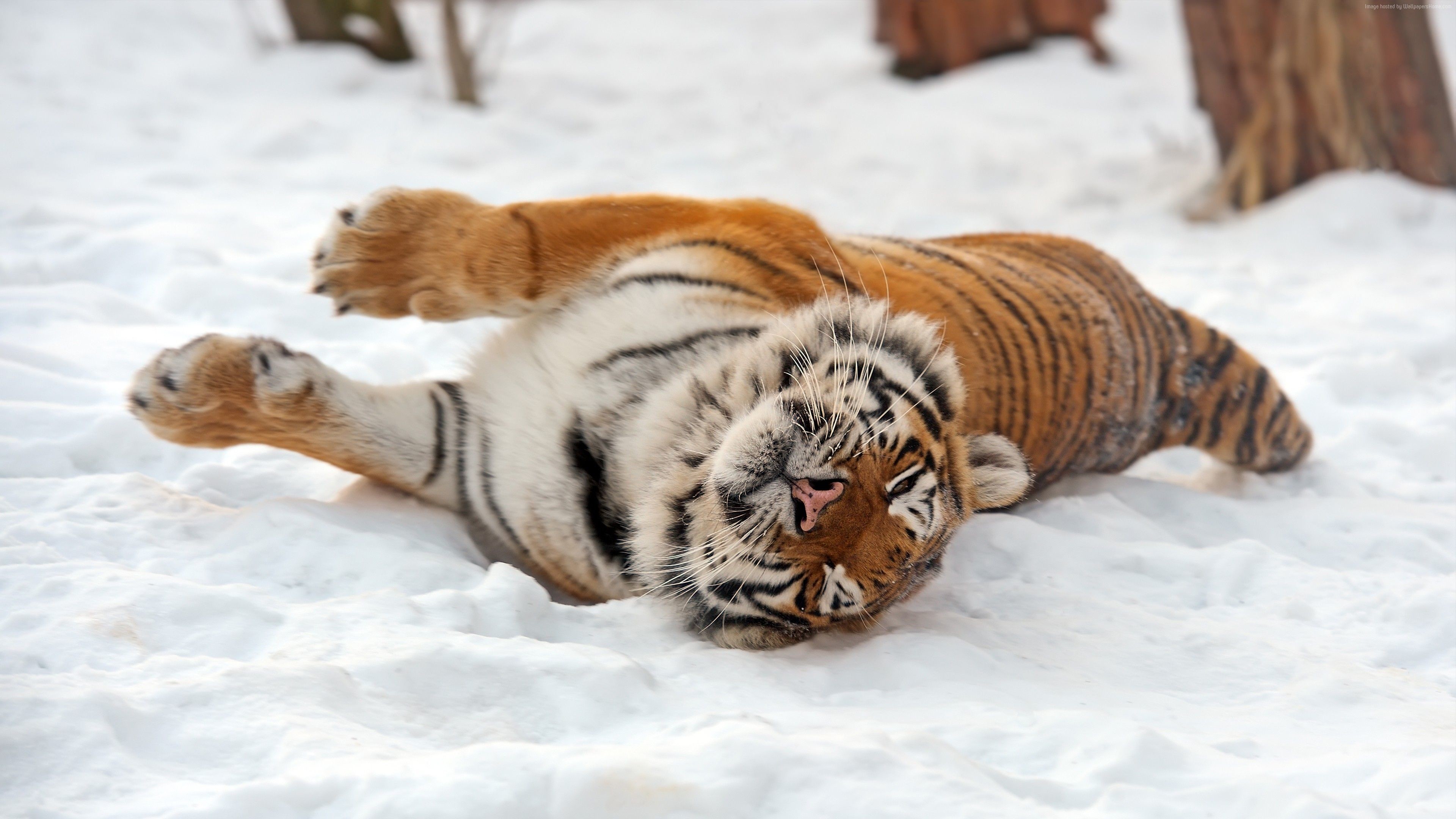 1078 cute tiger picture  Rare Gallery HD Wallpapers