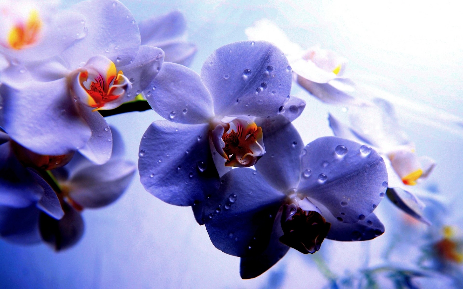 Nature Orchid 4k Ultra HD Wallpaper