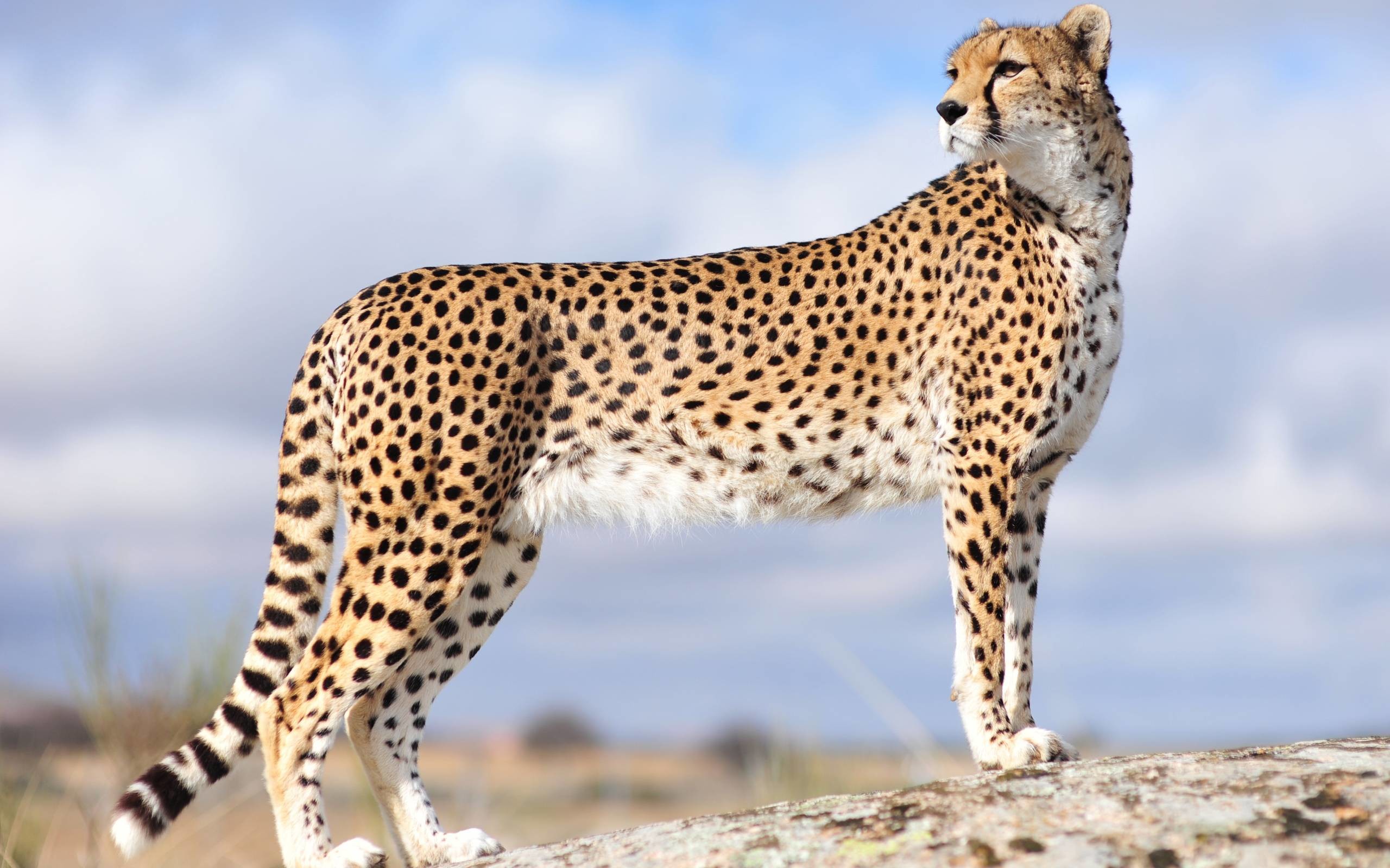400 Cheetah HD Wallpapers and Backgrounds