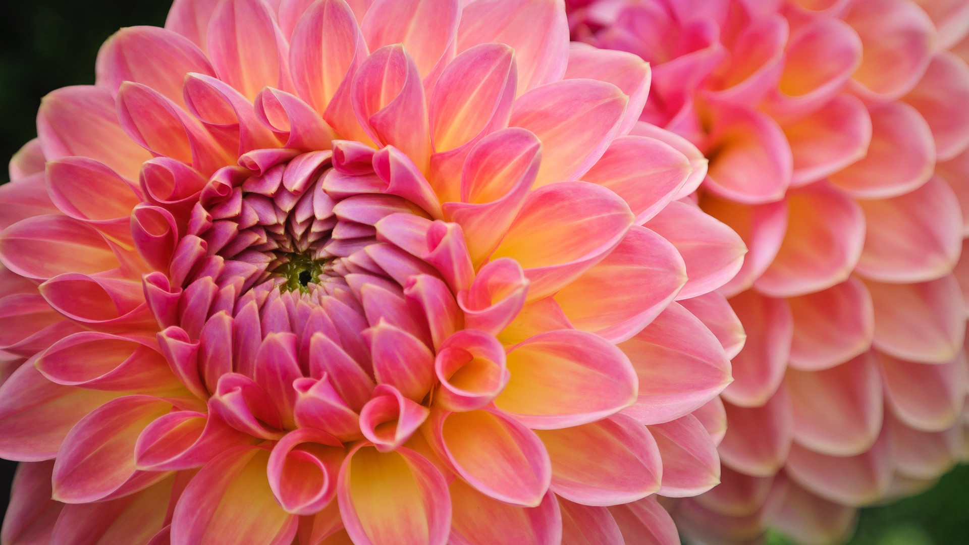 Dahlia Wallpaper (61+ pictures)