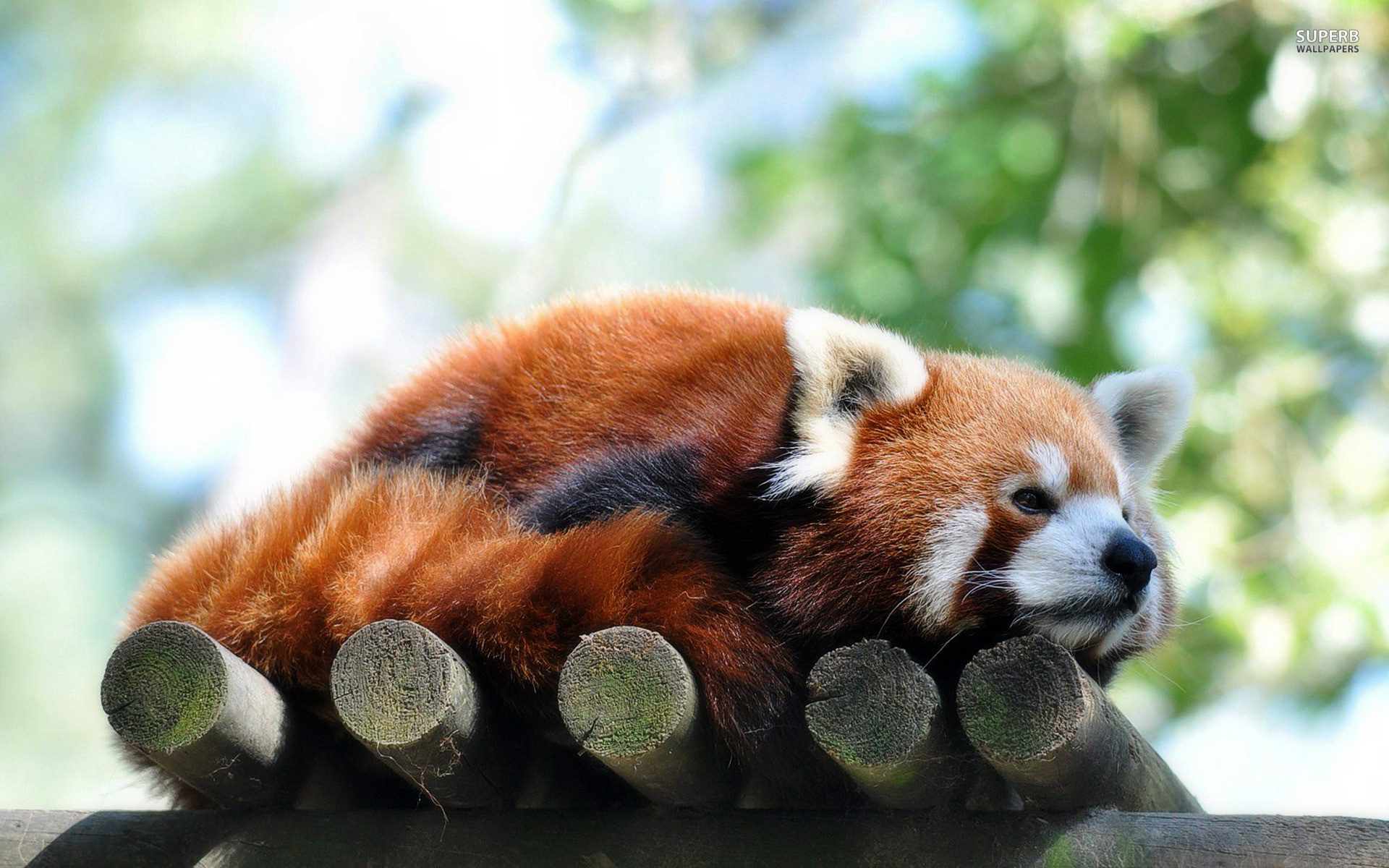 Малая панда чем питается. Малая (красная) Панда Стайана. Красноухая Панда. Красная енотовидная Панда. Красная бамбуковая Панда.