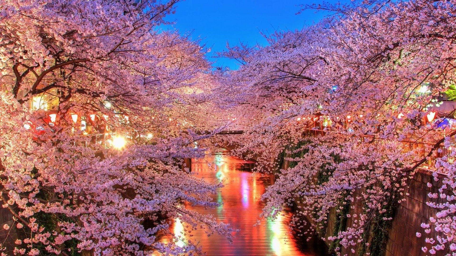 Cherry Blossom Backgrounds 61 Pictures