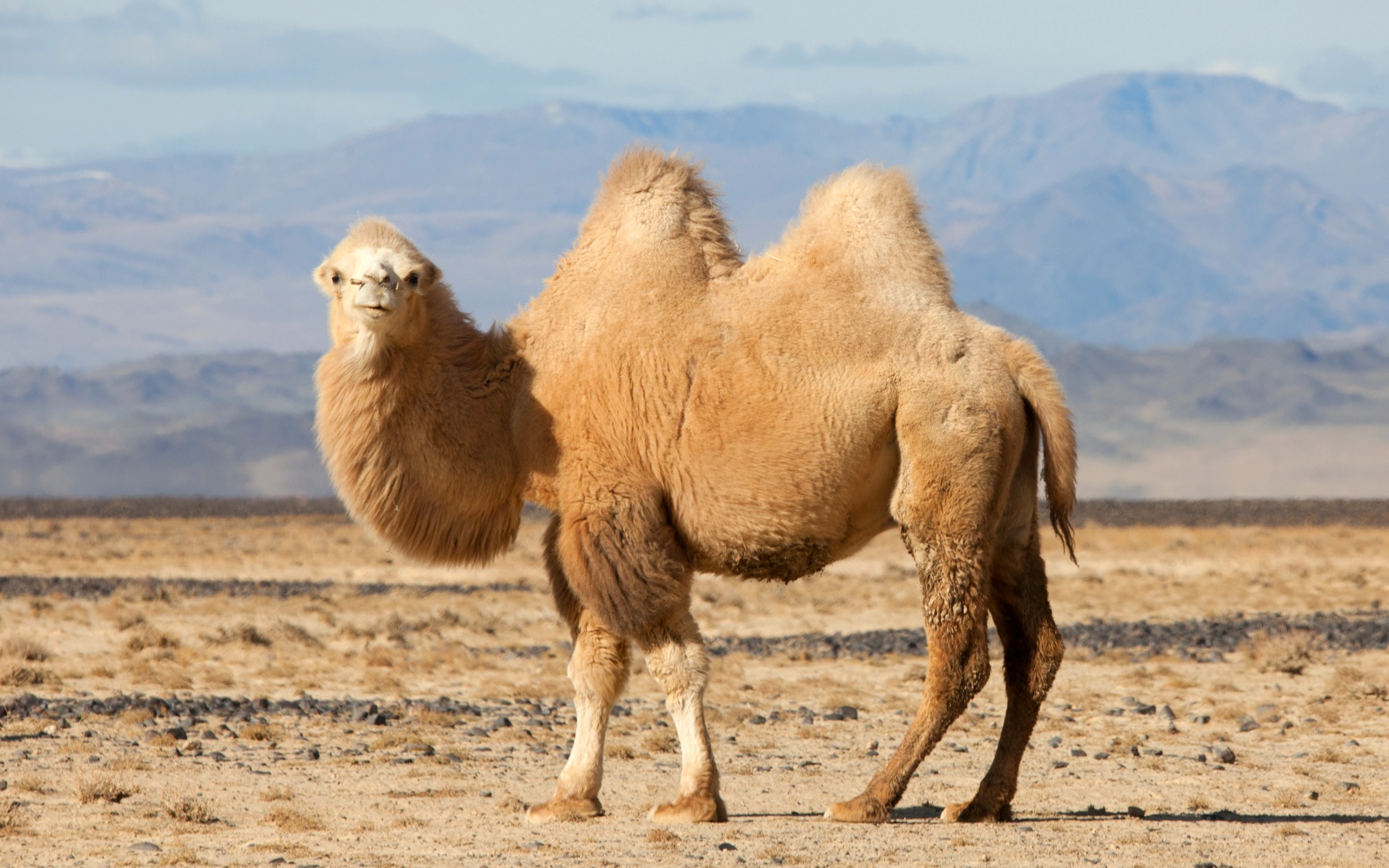 Camel Live Wallpaper APK for Android Download