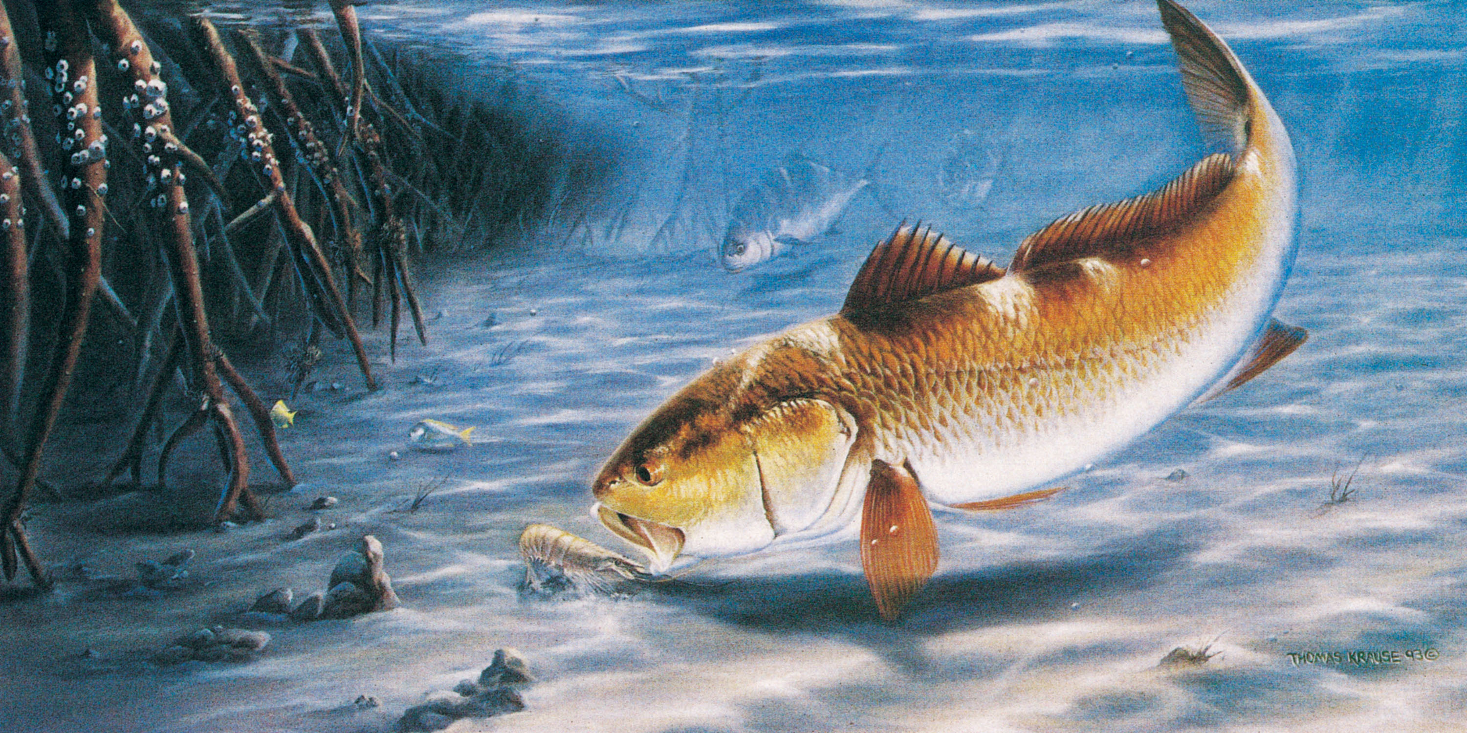 Largemouth Bass Backgrounds (46+ pictures)