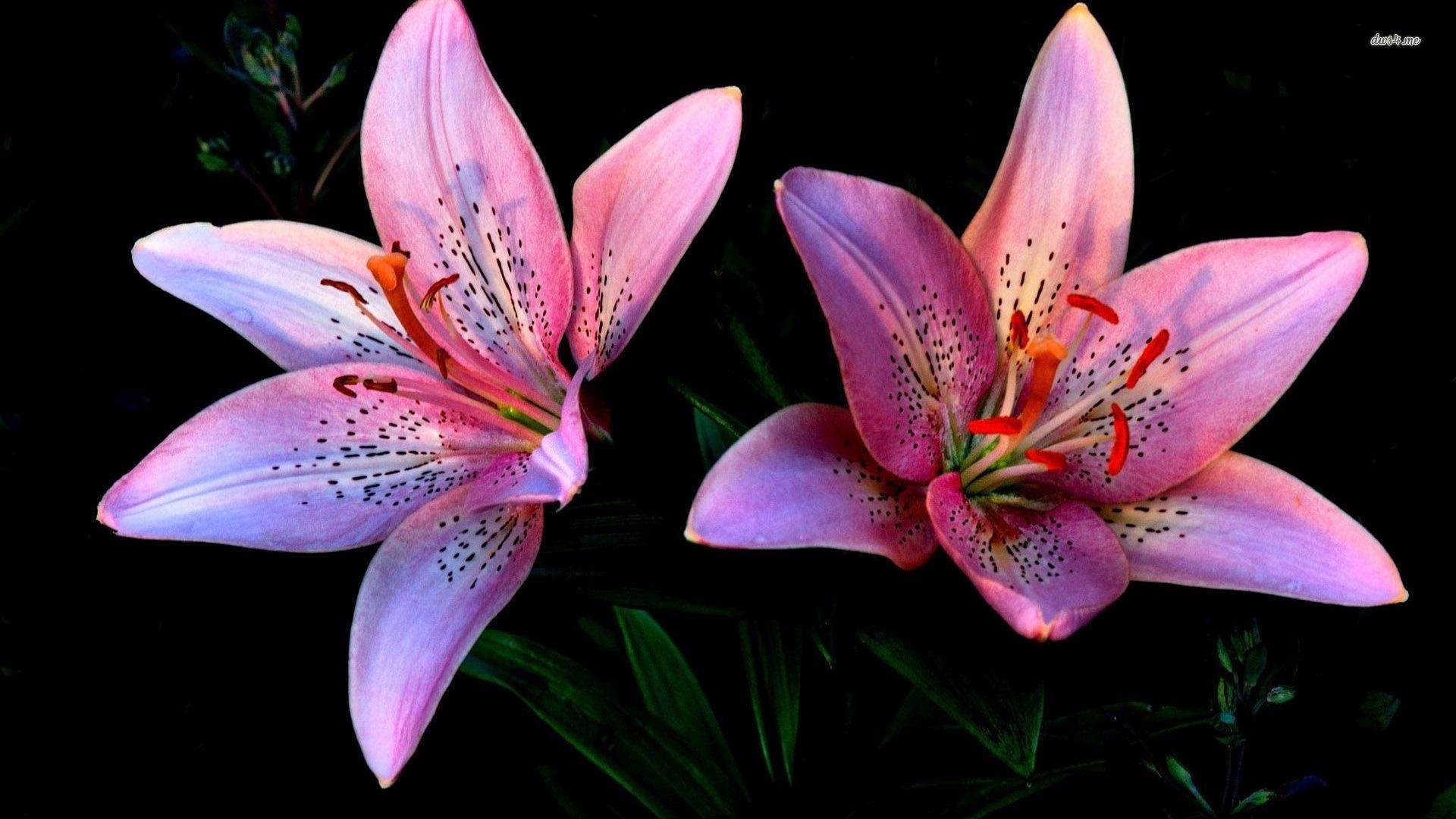 Stargazer Lily Wallpaper (46+ pictures)