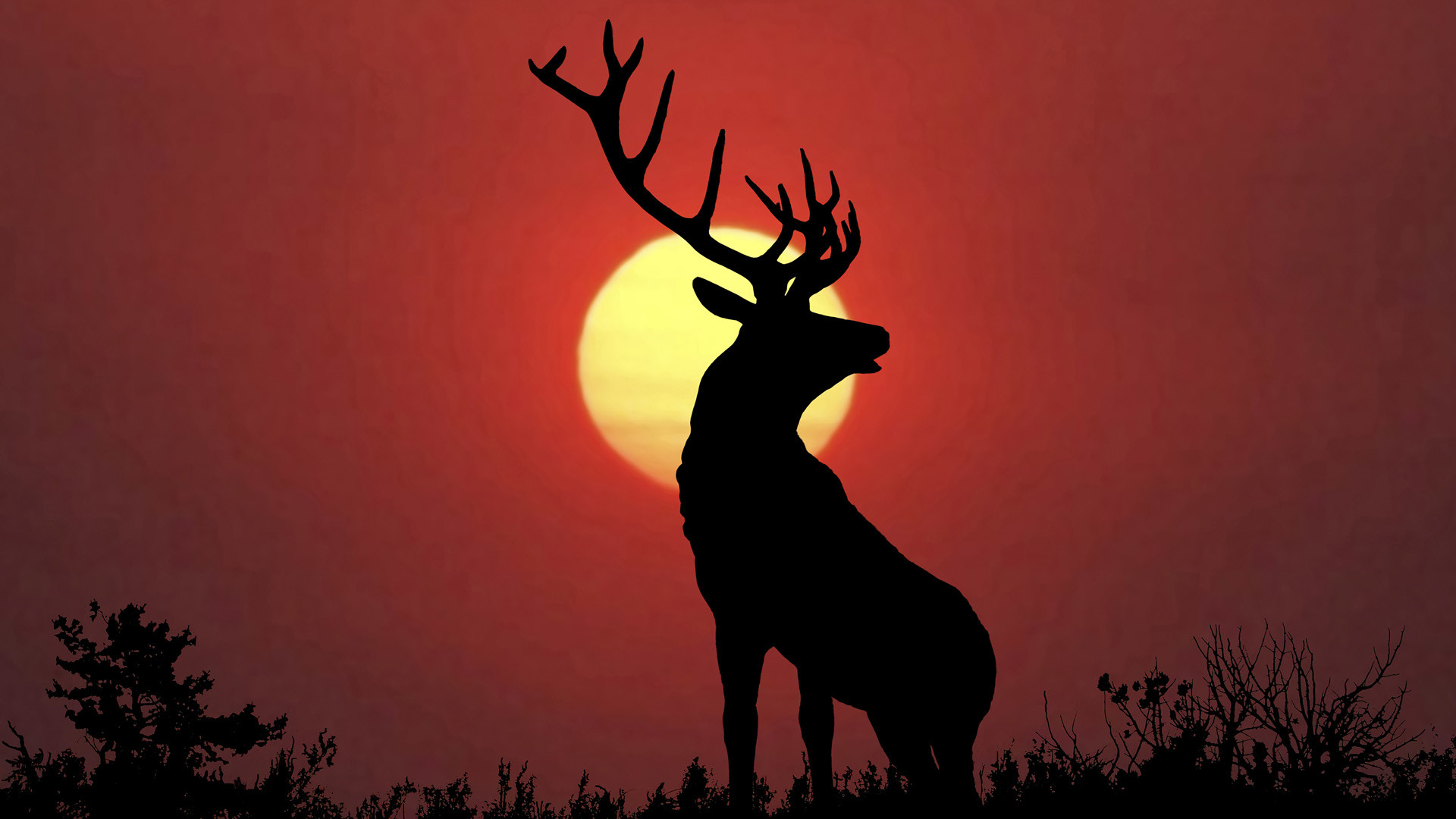 Download A majestic buck relaxing in a forest at dusk Wallpaper  Wallpapers com