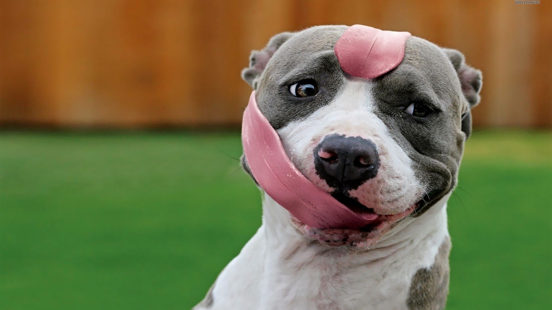 pitbull hd wallpapers 1080p high quality 1920x1080