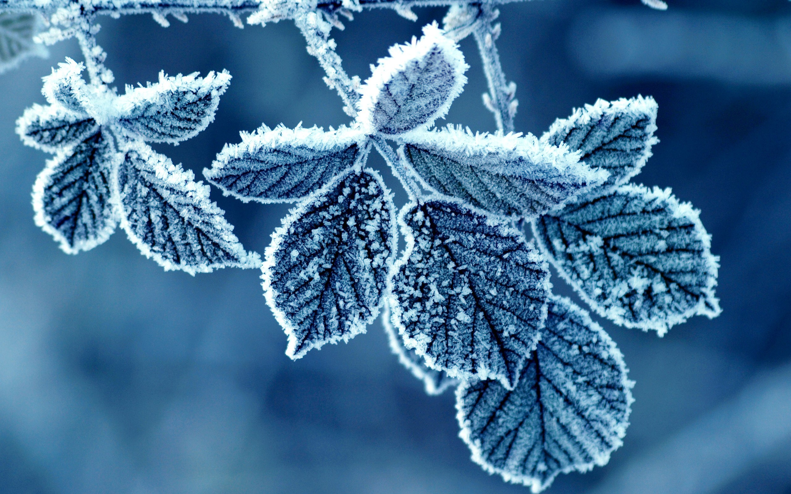 VPK.315 Winter Nature - HD Wallpapers 2560x1600