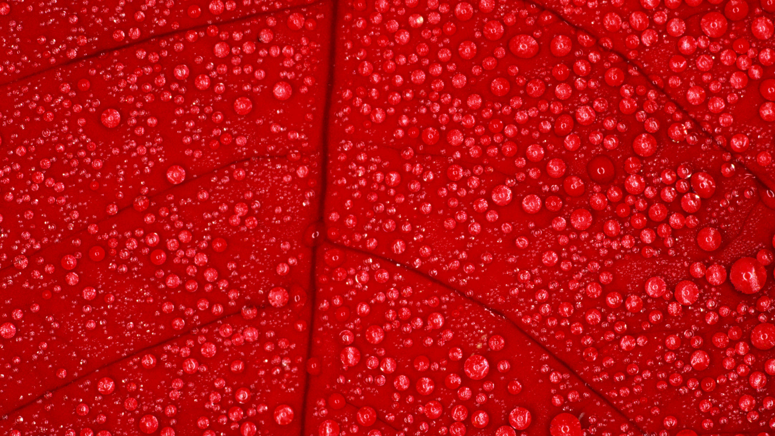 Red Texture Wallpaper Phone 2560x1440