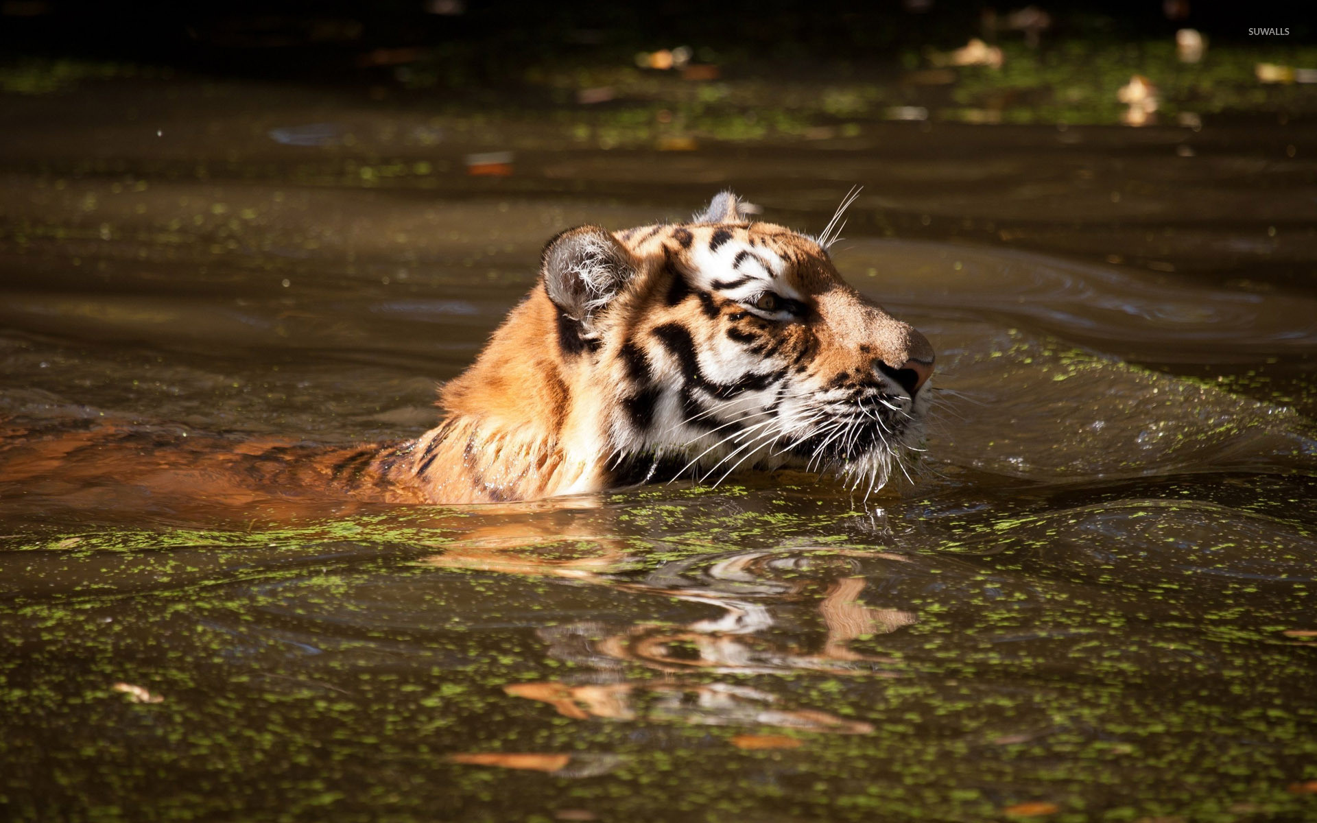 Tiger swimming in dirty water wallpaper 1920x1200