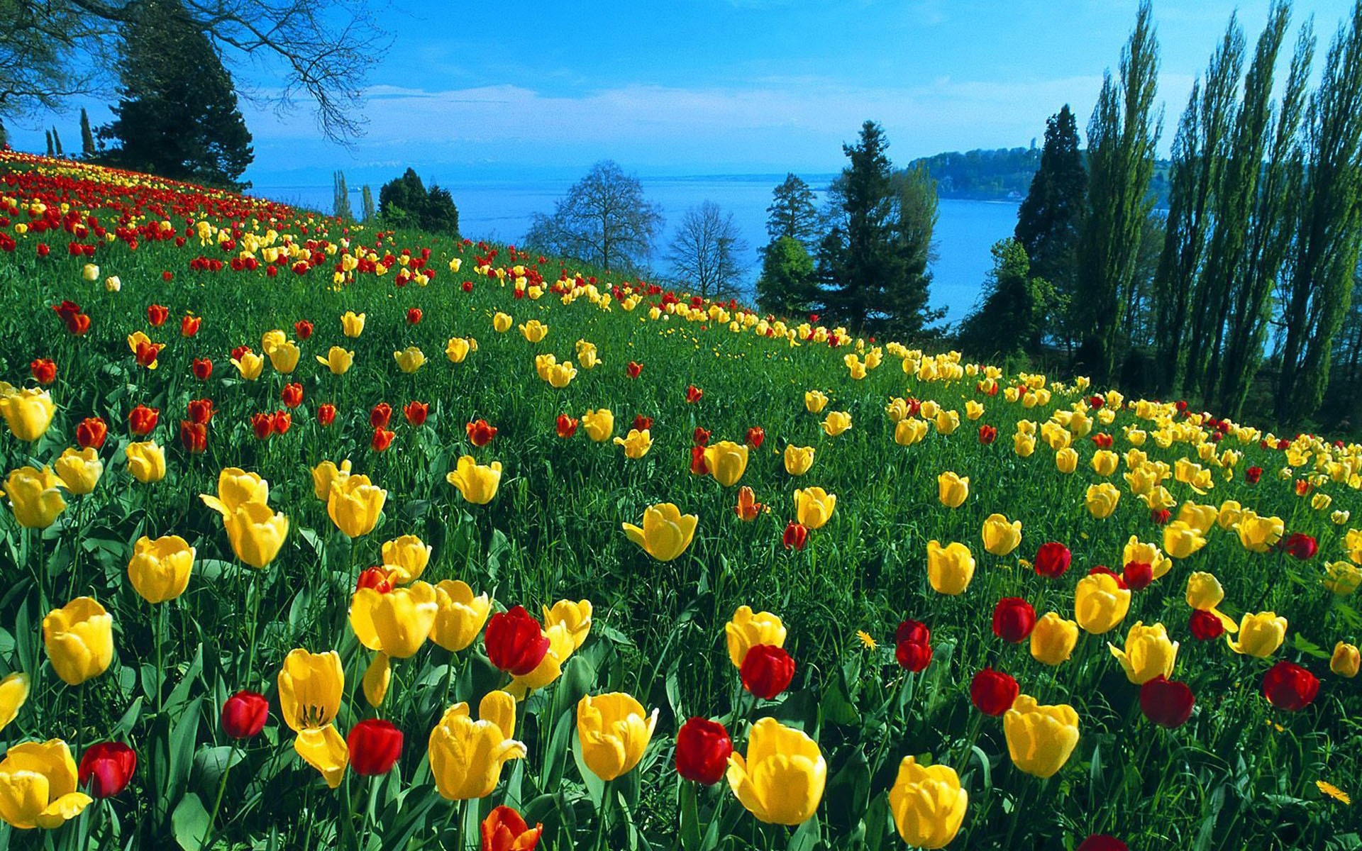 Amazing Flowers Wallpapers 1920x1200