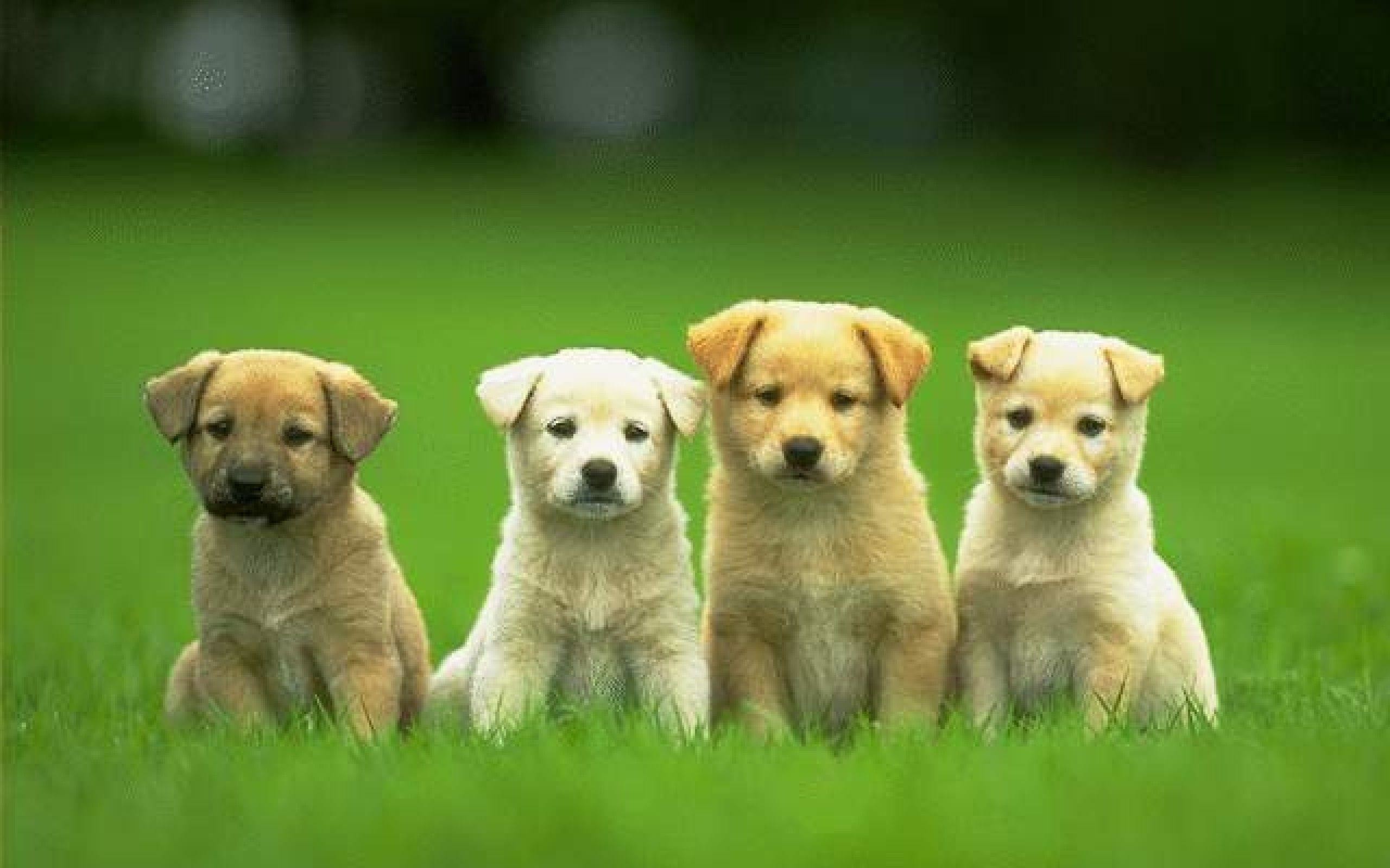 funny-dog-wallpapers-hd Dog wallpaper HD free wallpapers . 2560x1600