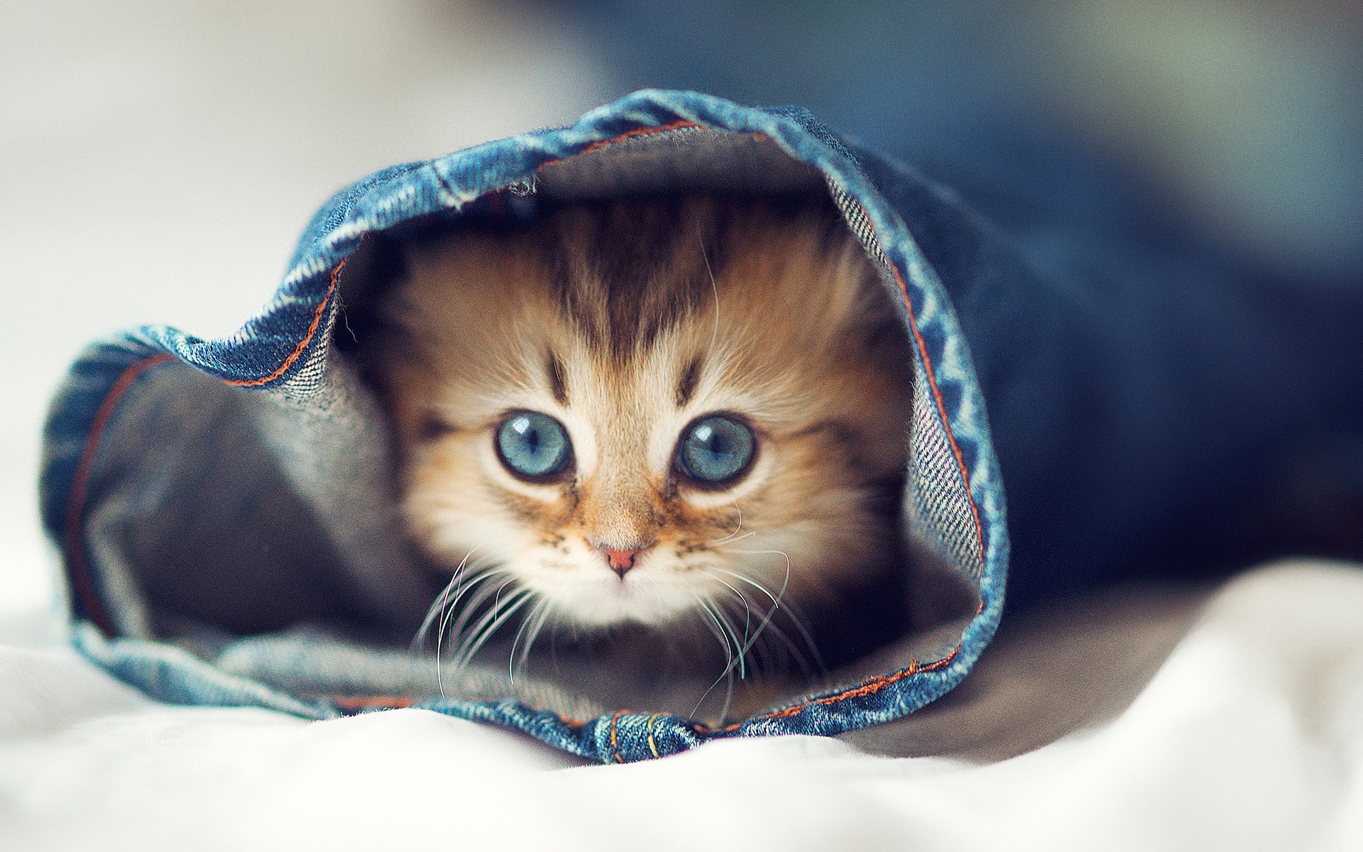 Cutest Wallpapers Ever 59 Pictures