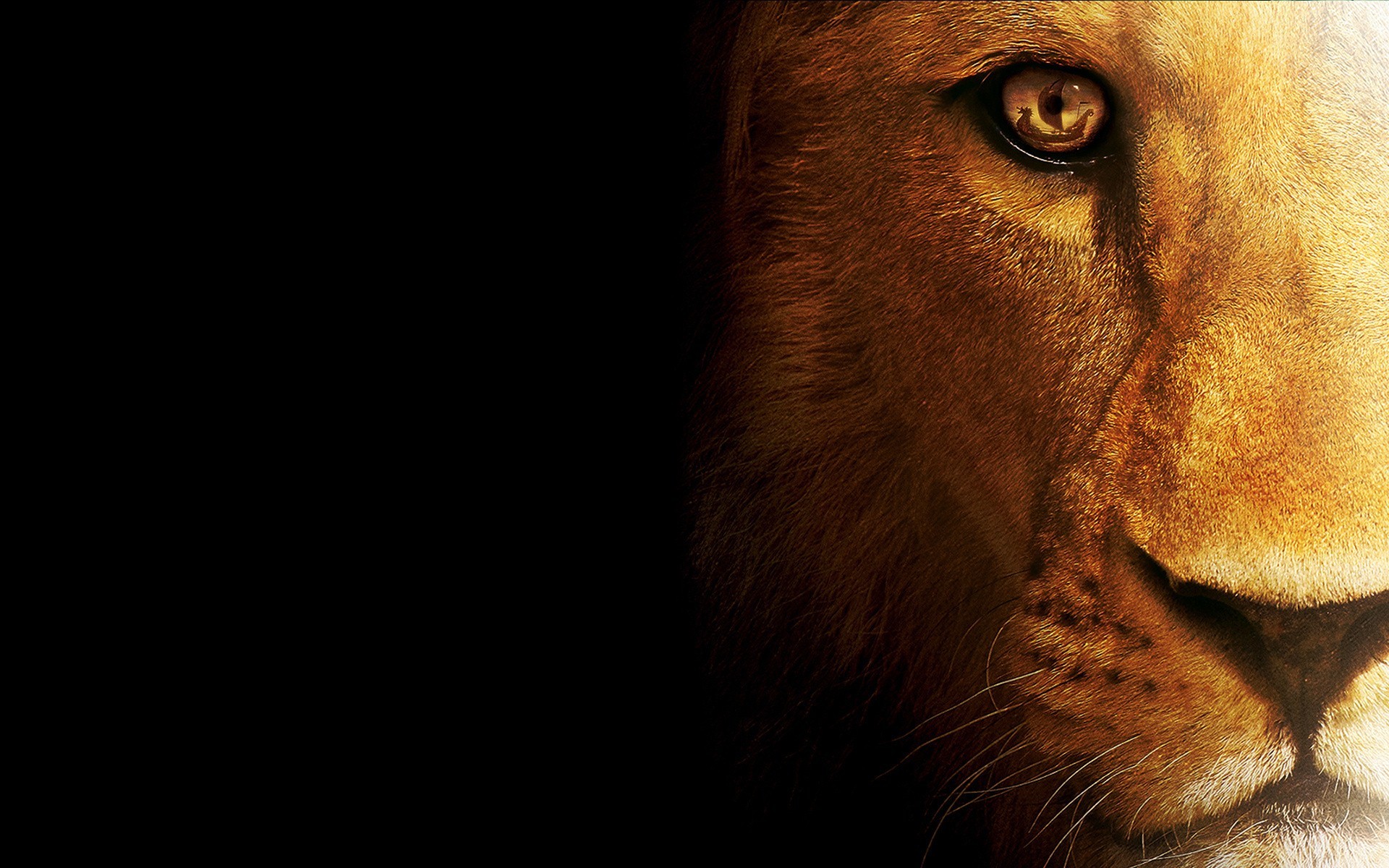 lion desktop wallpaper
