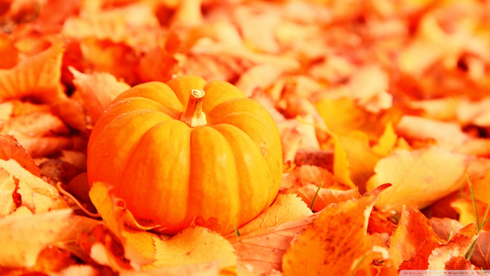 Cute Orange Pumpkins Wallpaper Handphone For Fall Season Background  Wallpaper Image For Free Download  Pngtree