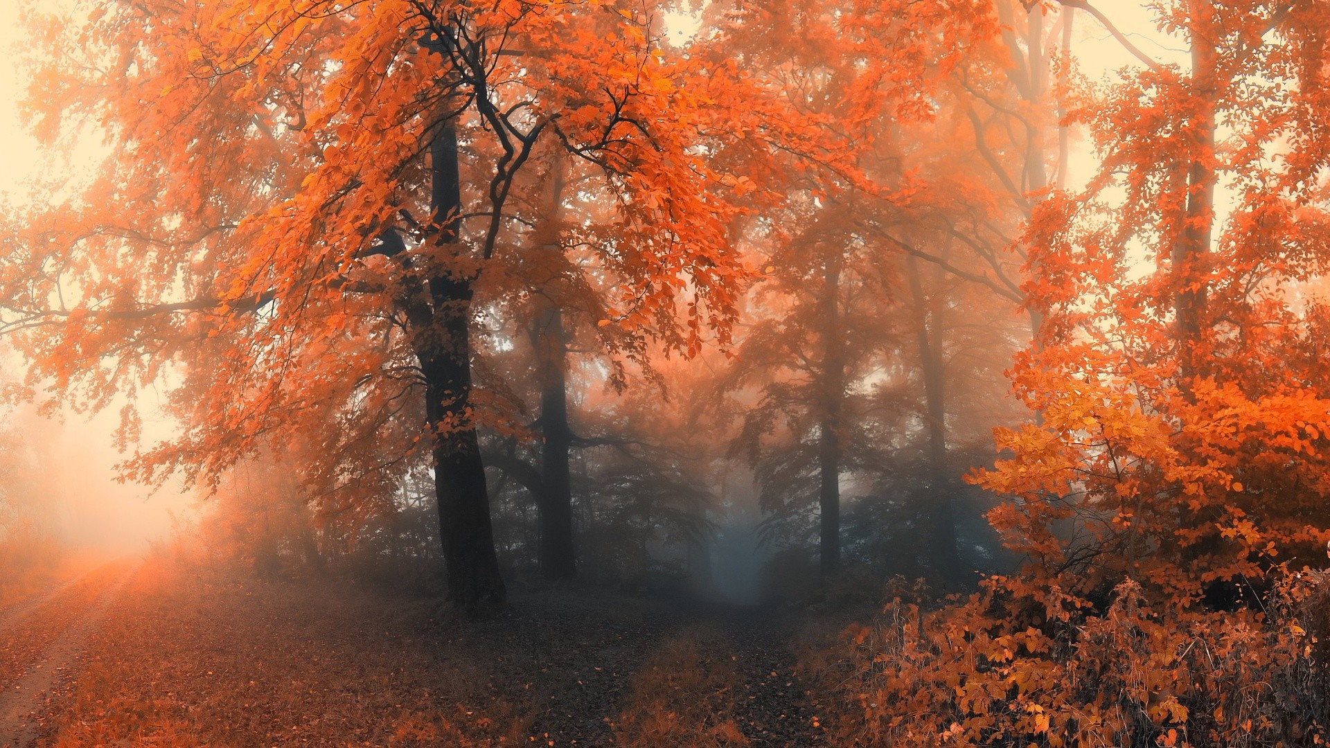 Fall Forest Wallpaper (74+ pictures)