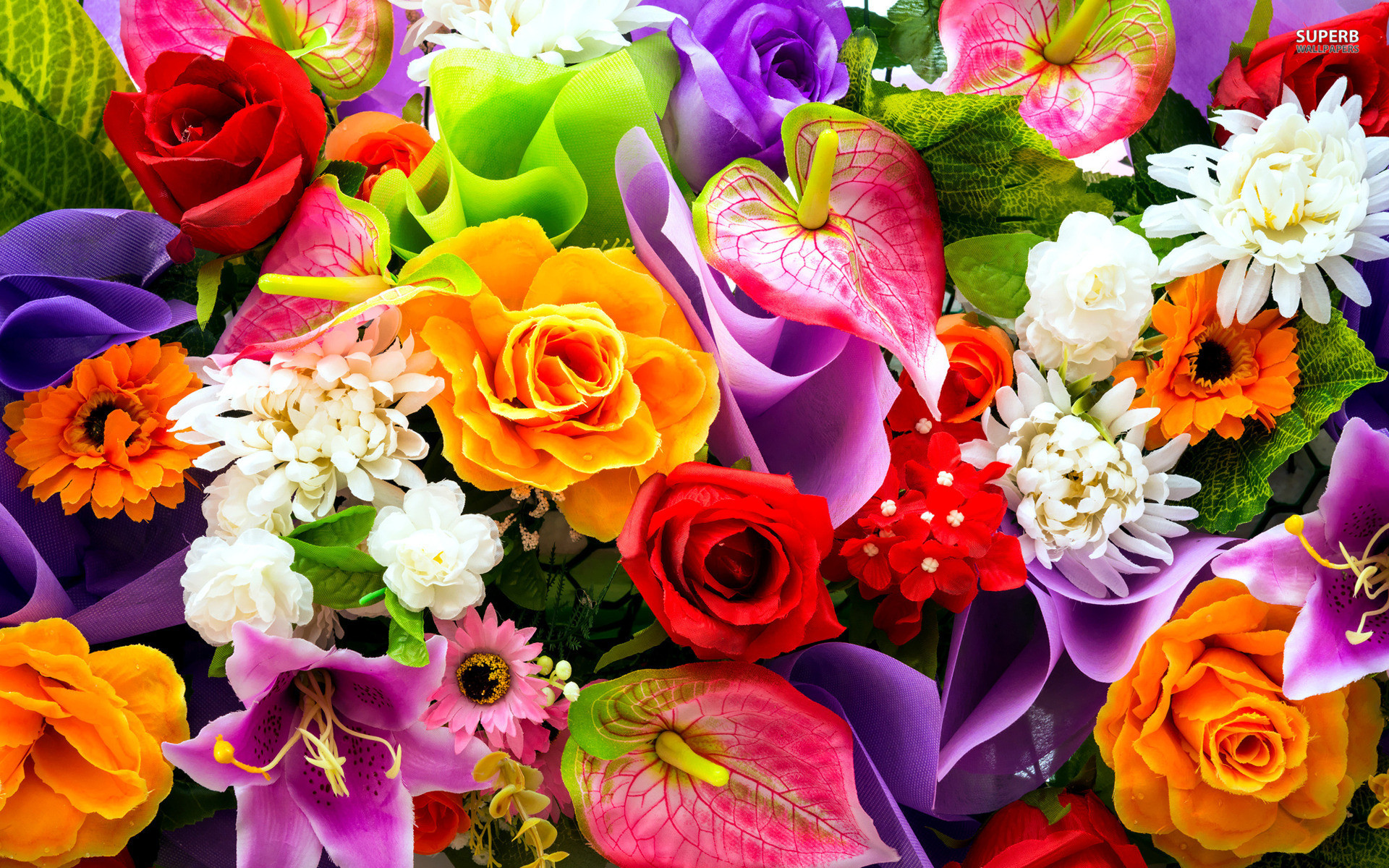 Colorful Flowers Wallpapers - HD Images New 1920x1200